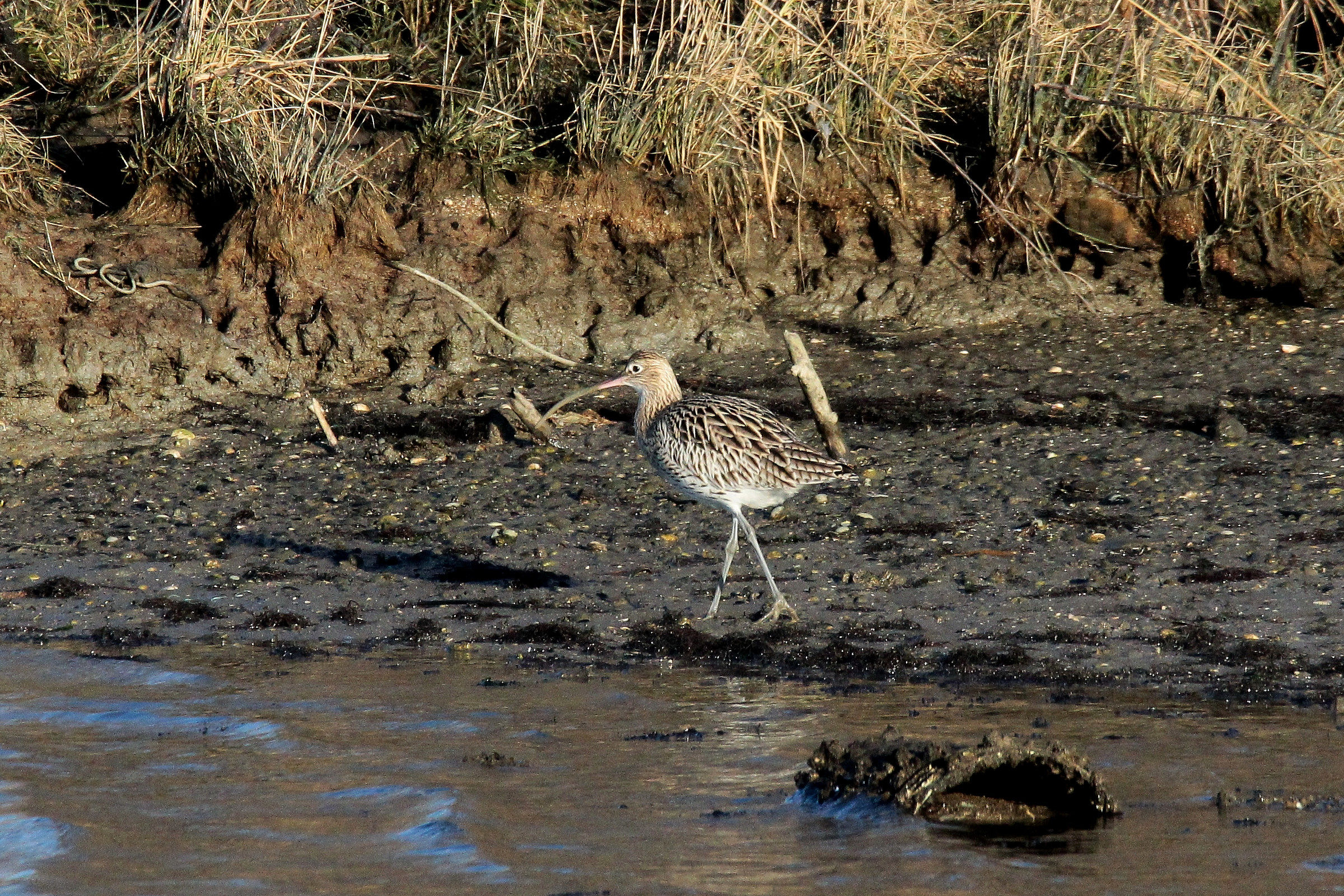 curlew