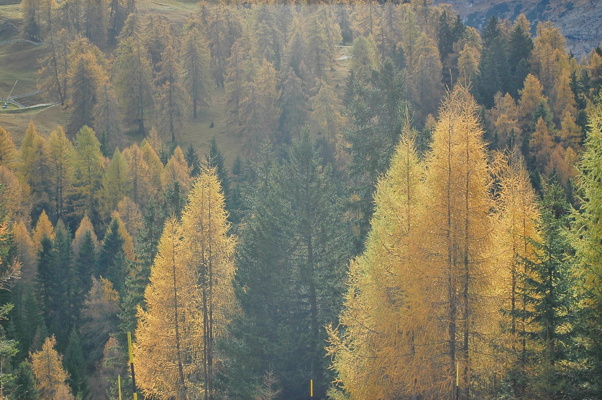 The foliage in Val Badia