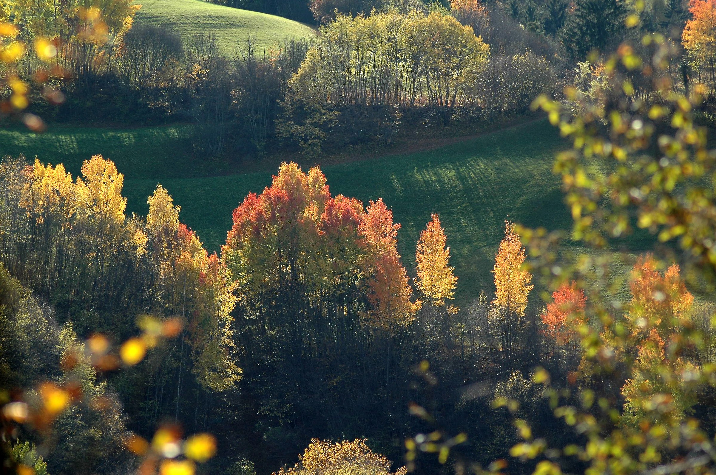 Foliage on the Dolomites