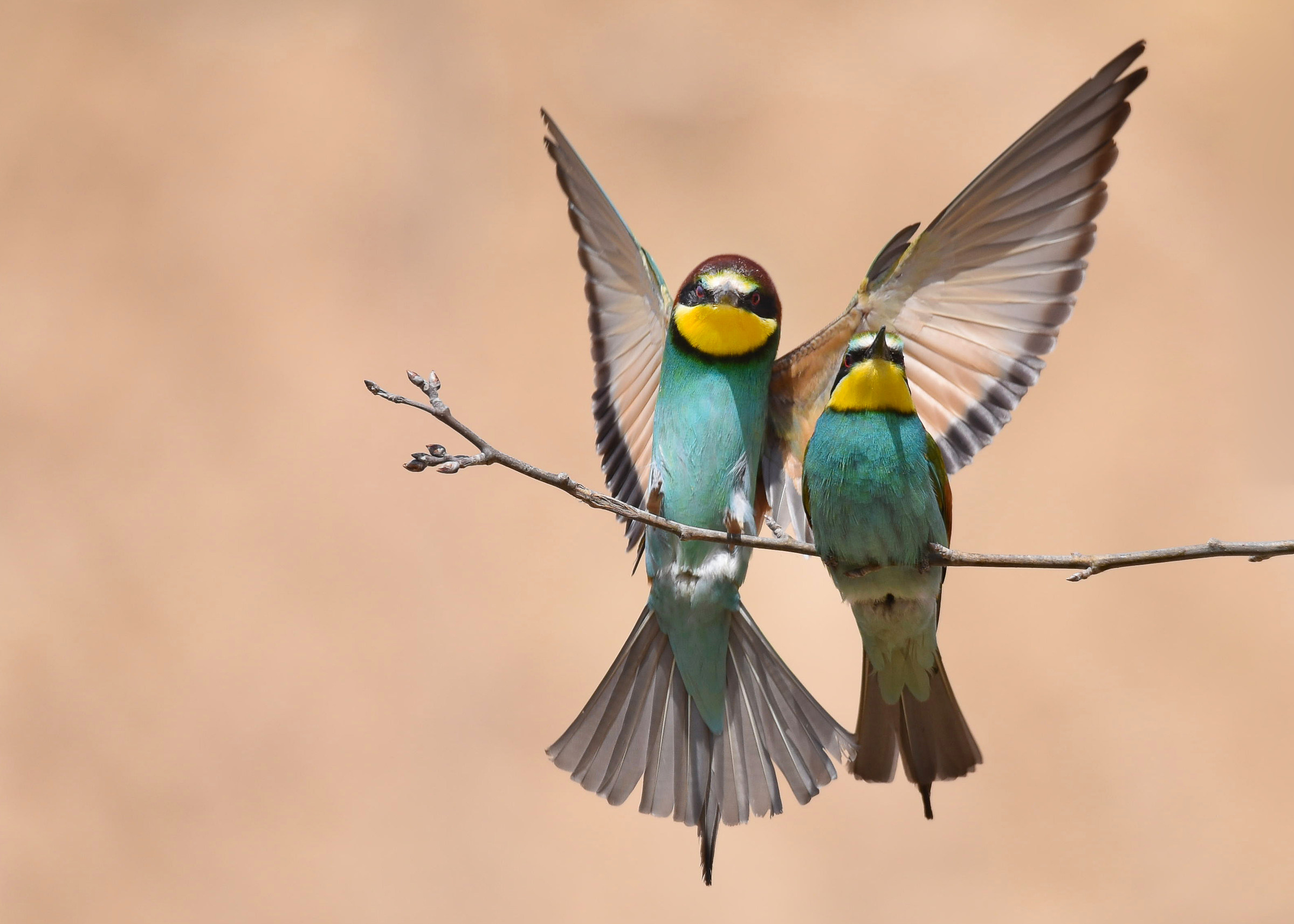 Bee-eaters