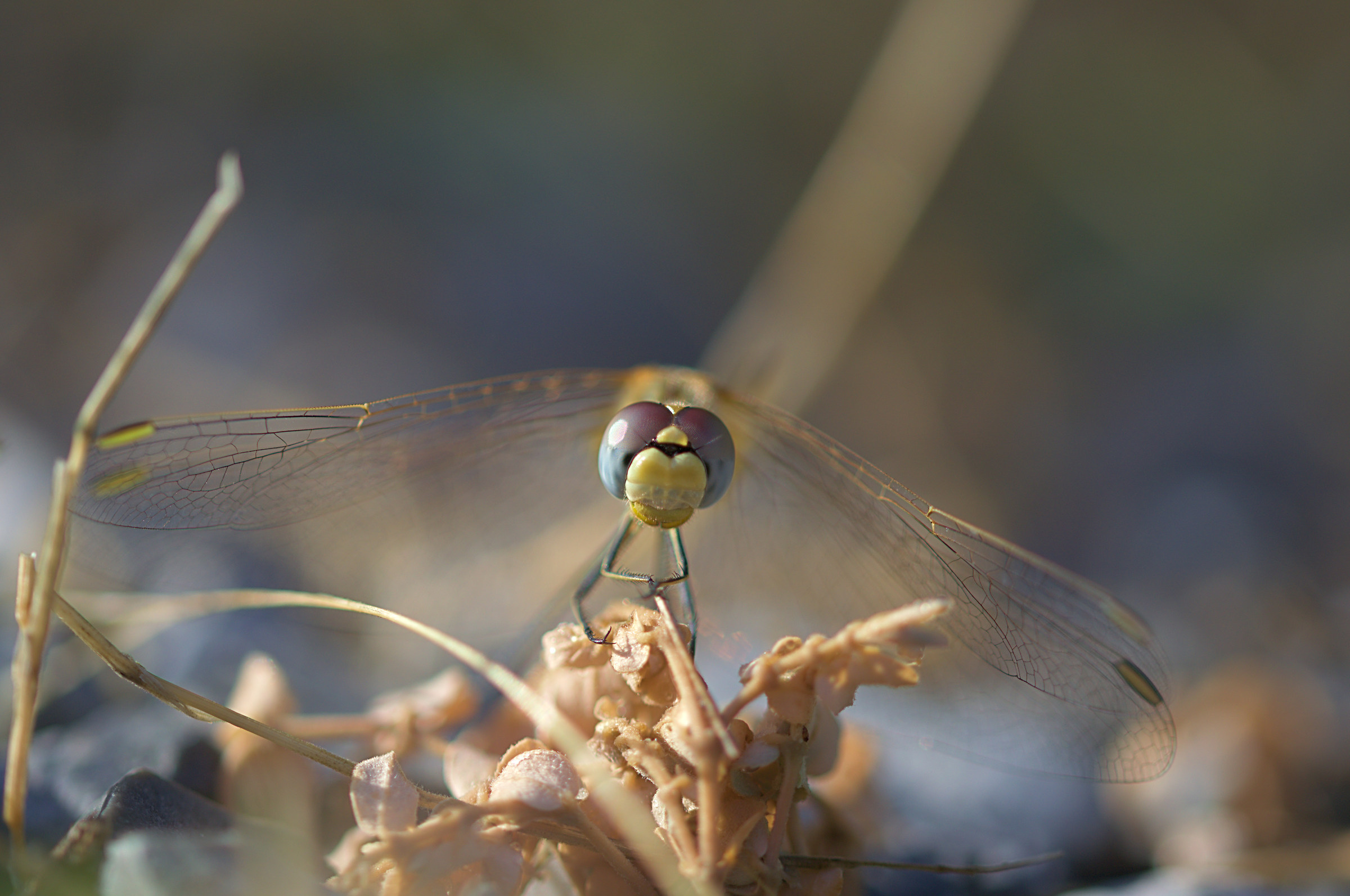 Dragonfly