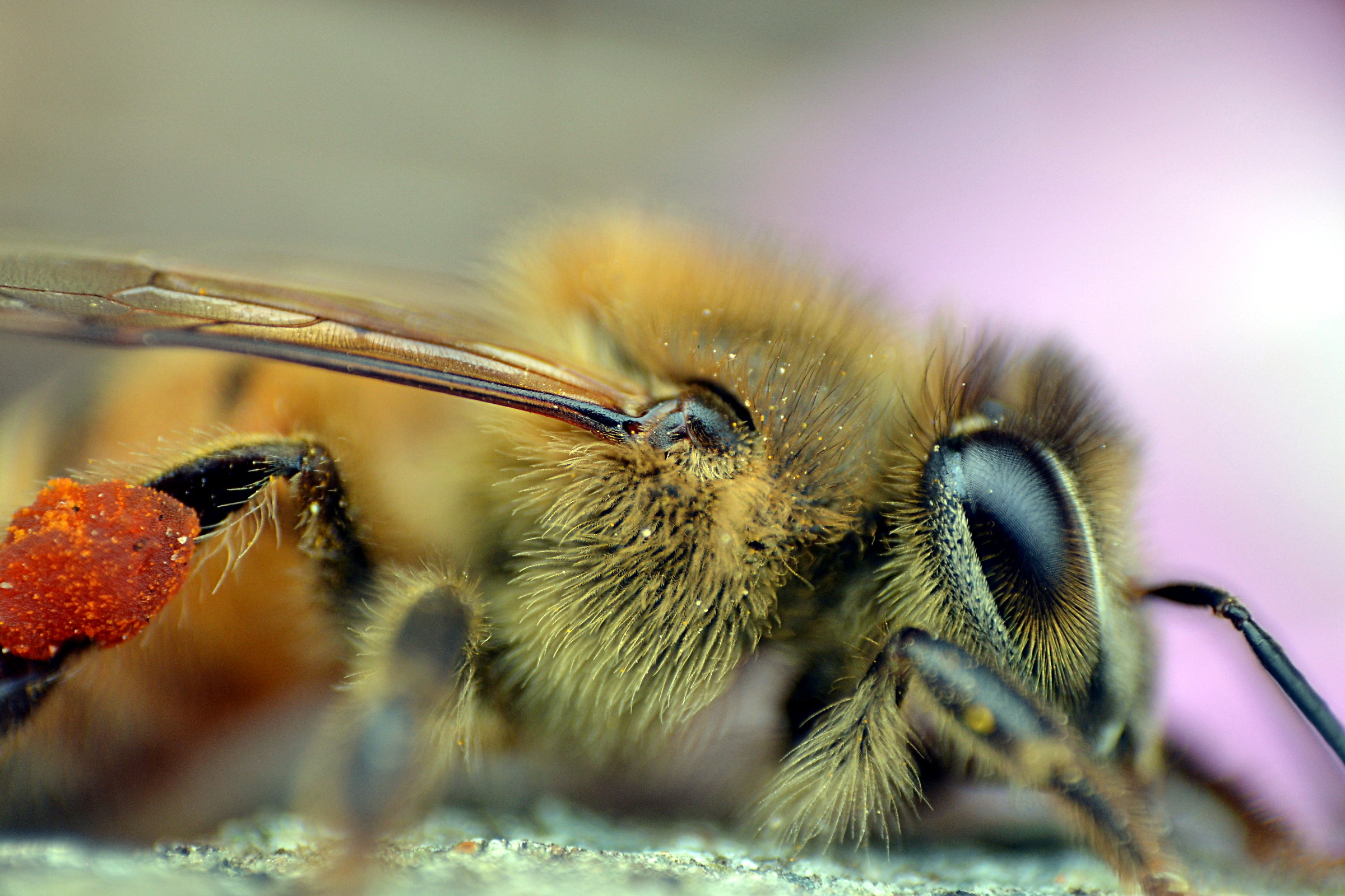 Bee