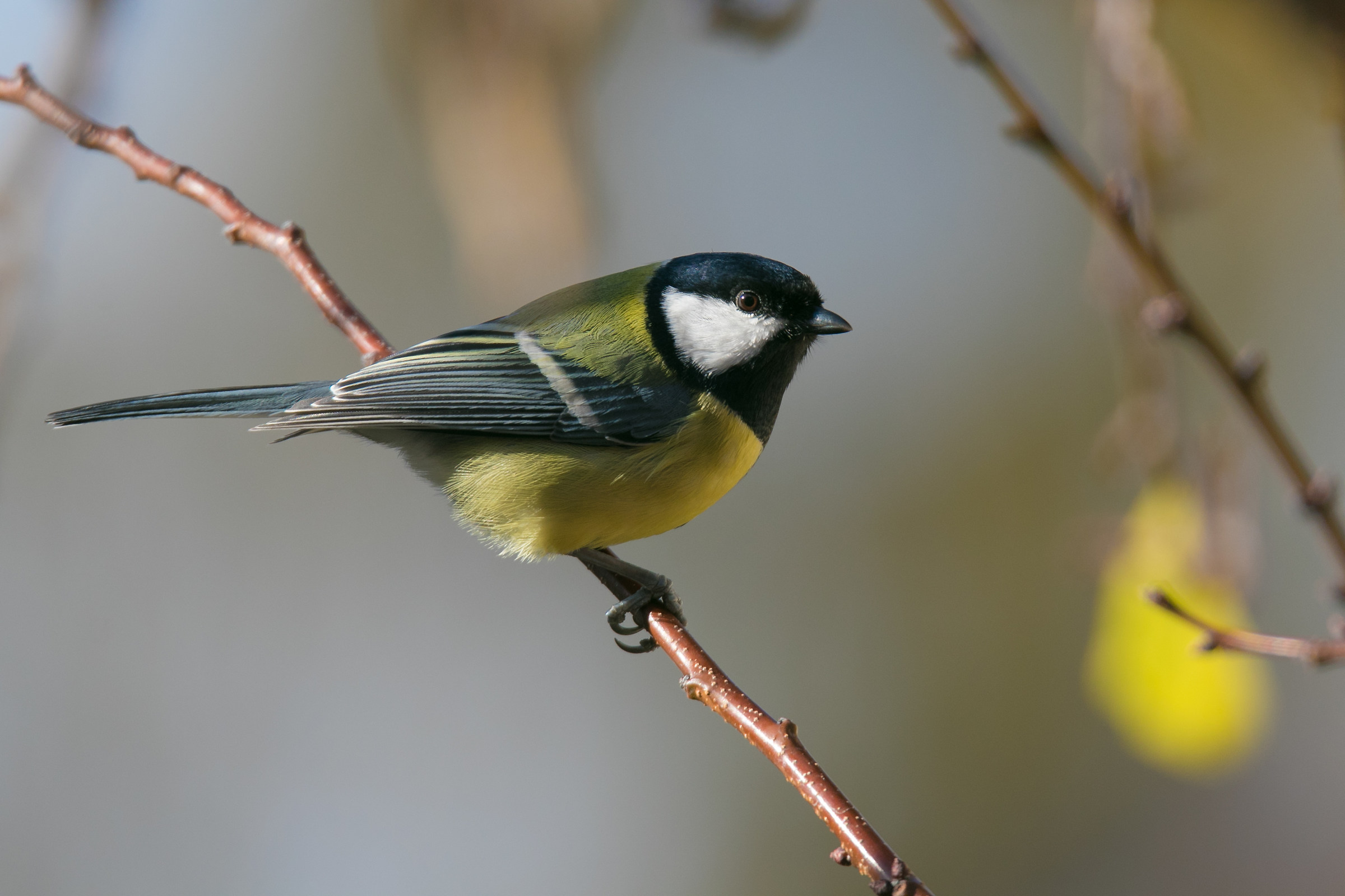 Great Tit - Parus major