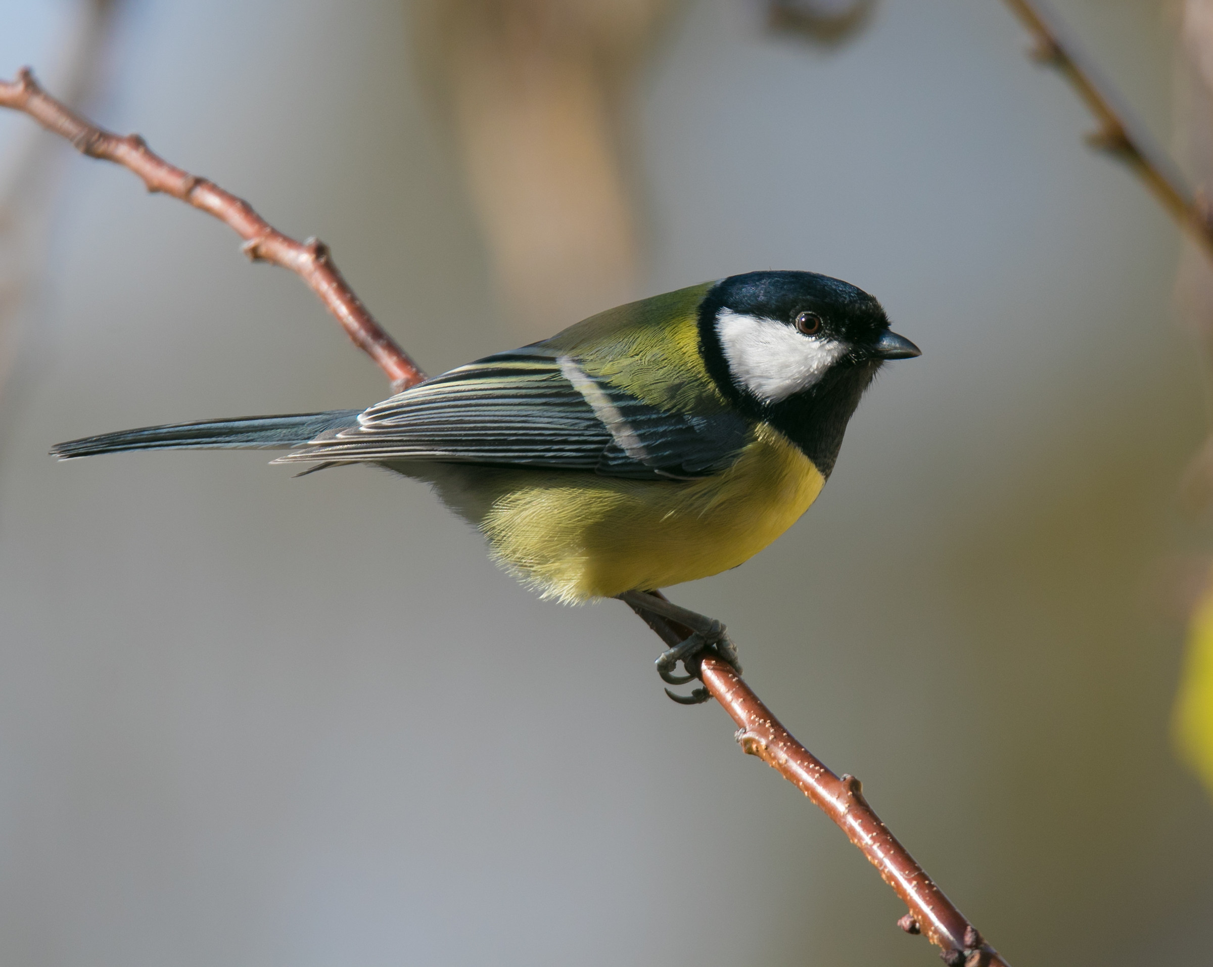 Crop cinciallegra - Parus major