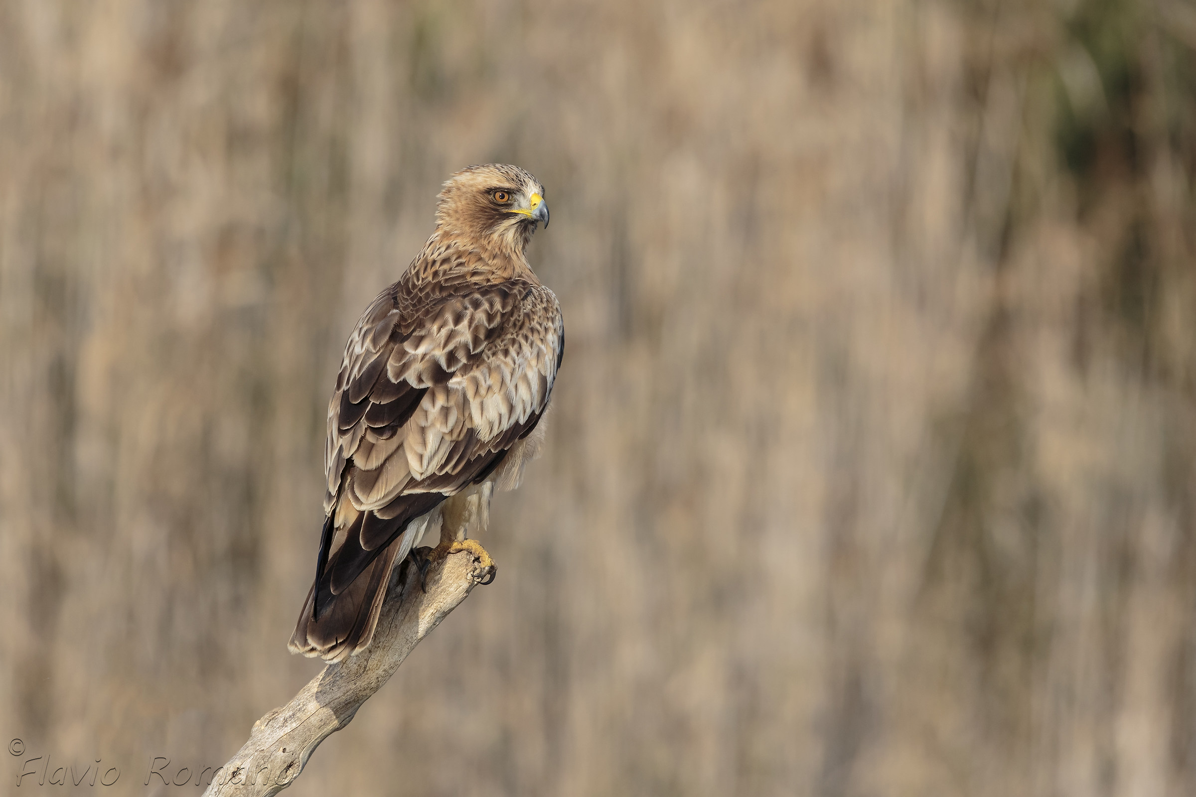 Lesser eagle