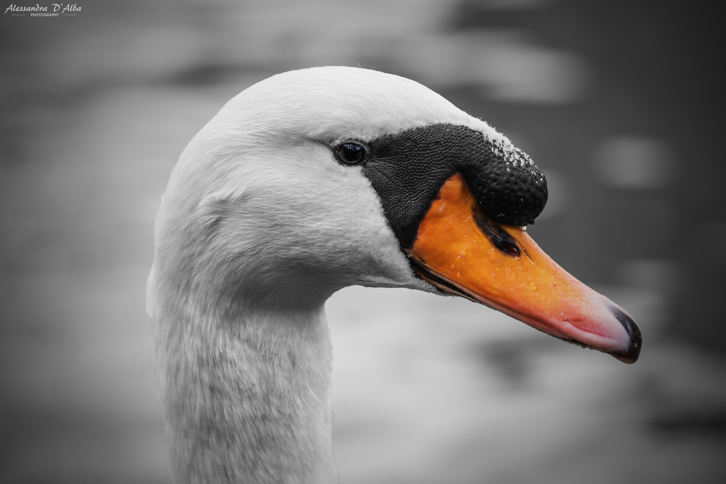 Swan