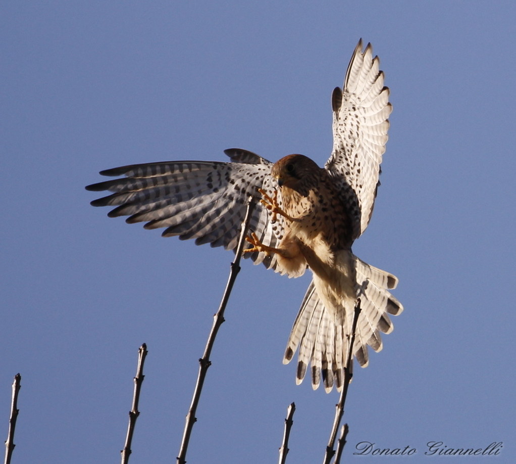 Kestrel