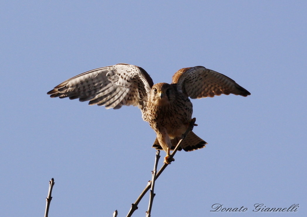 Kestrel