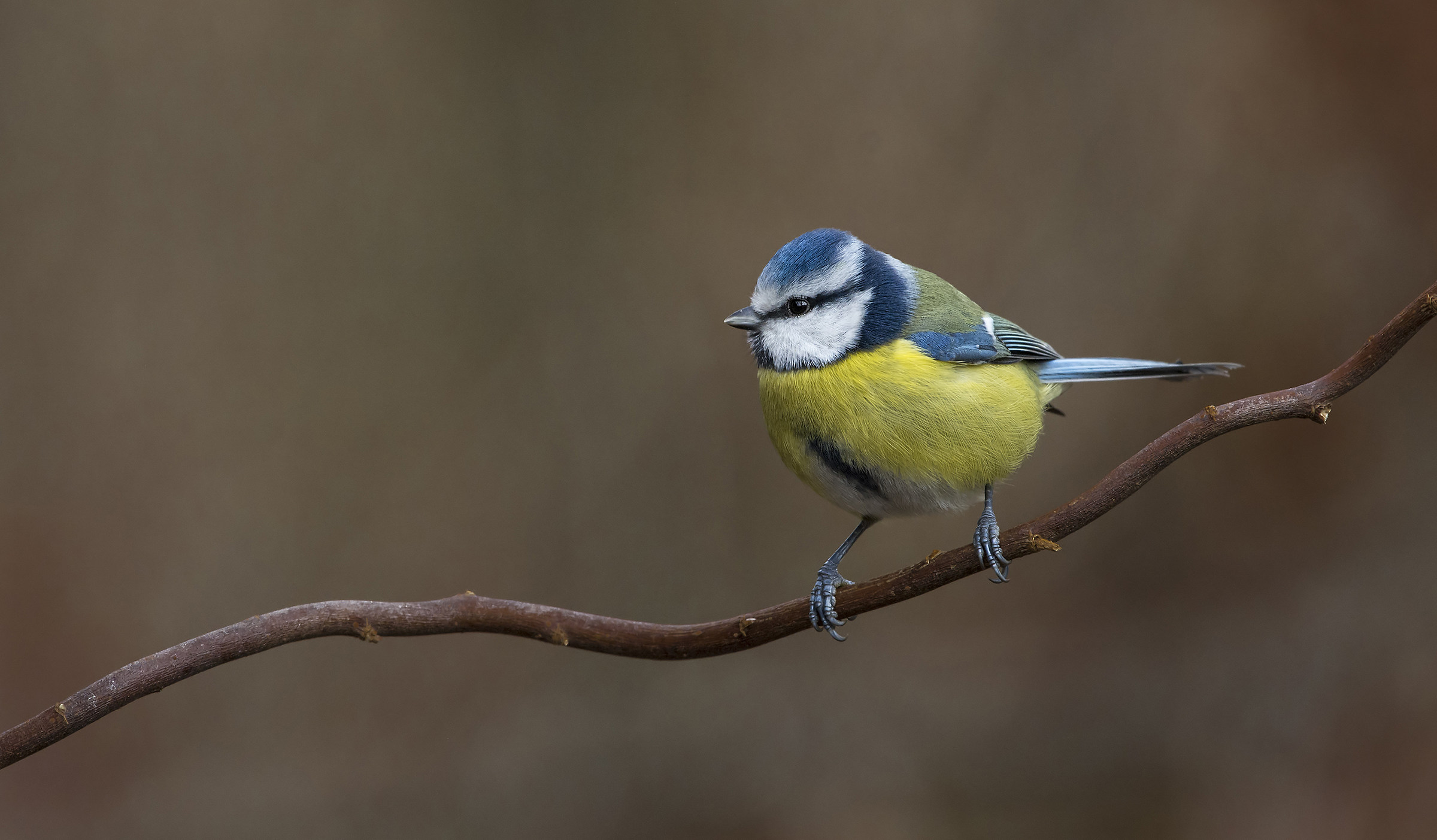 blue tit (Cyanistes caeruleus)