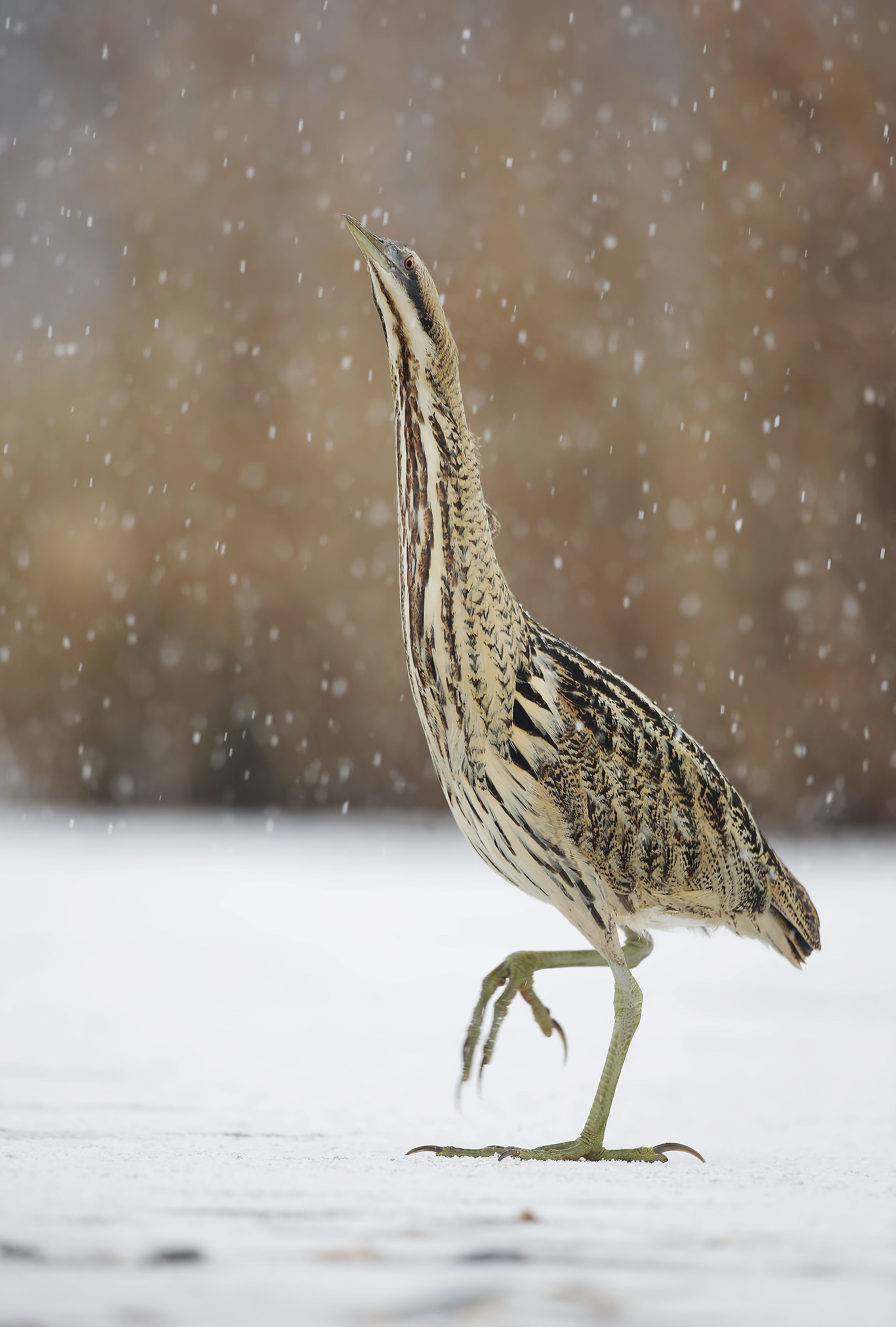 Tarabuso e valle gelata