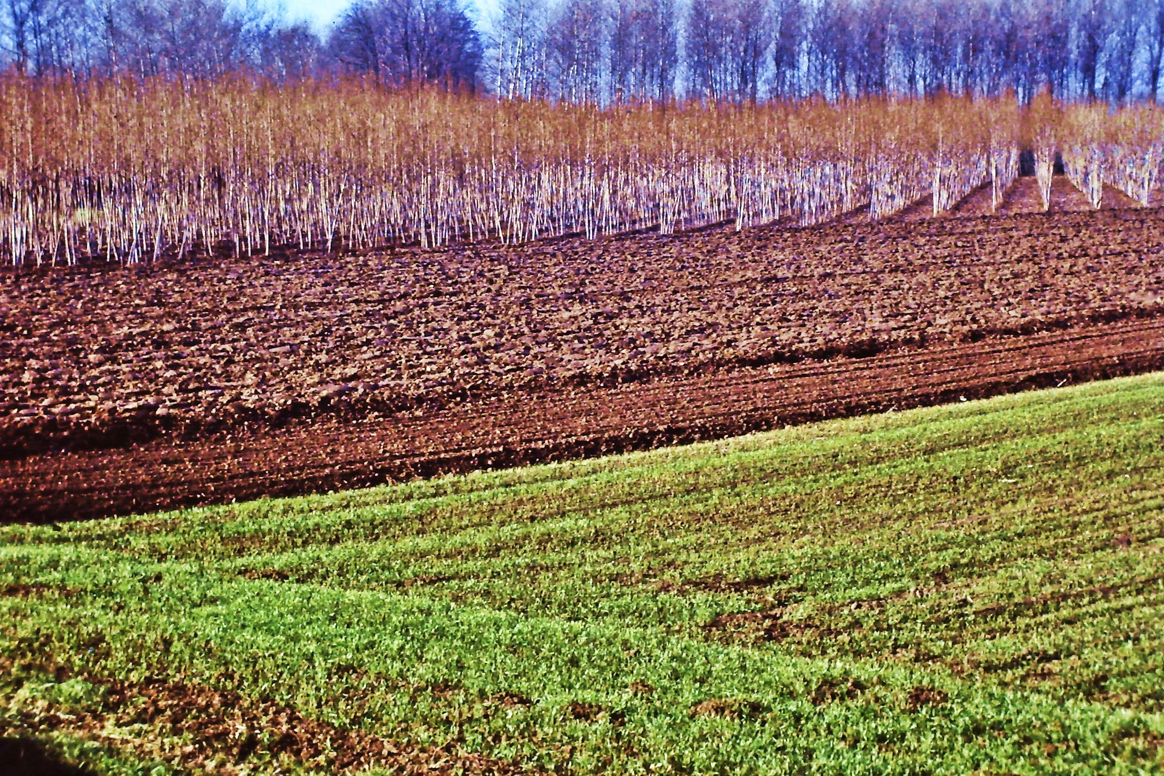 2705 - rigore padano