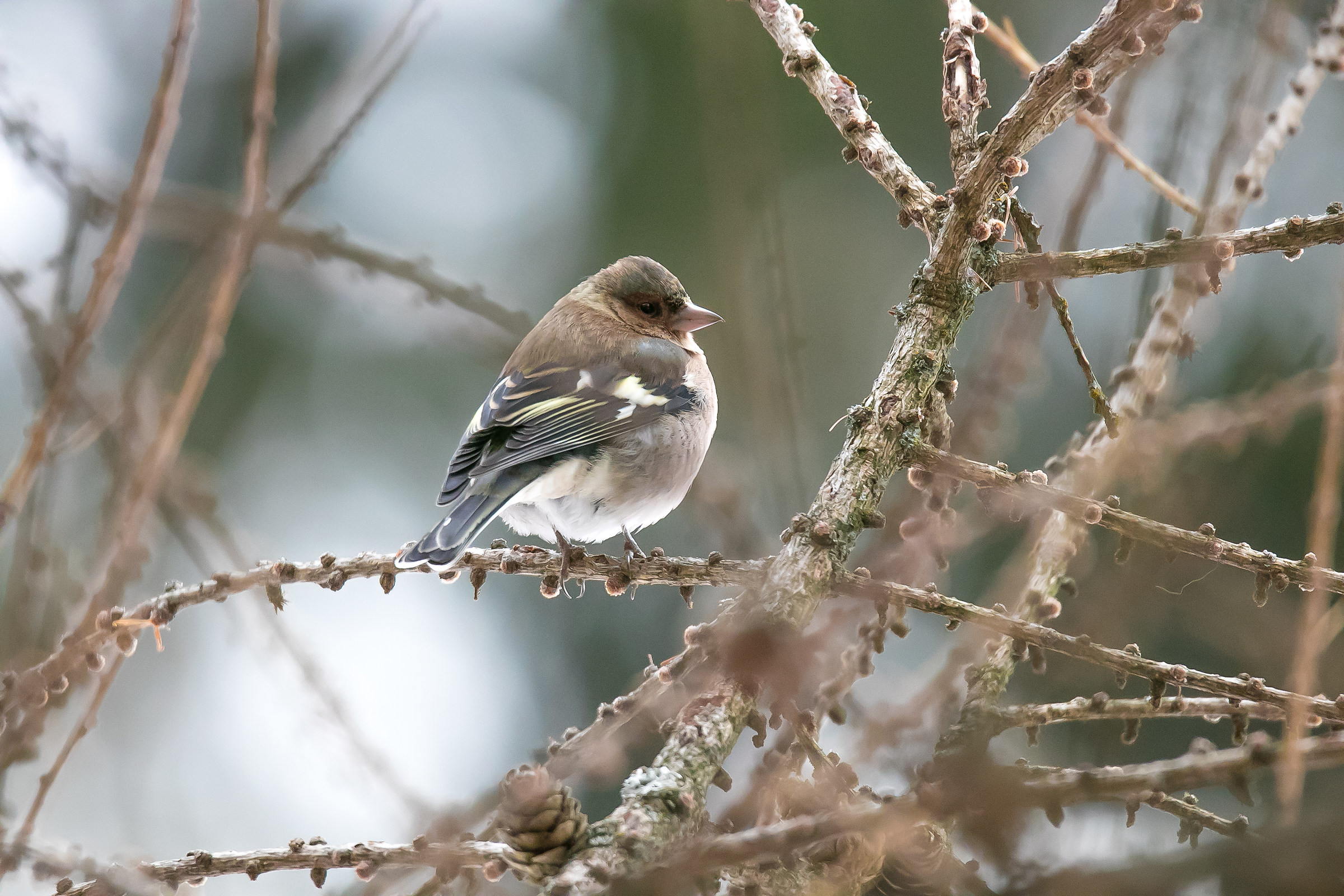 Chaffinch - Fringilla coelebs