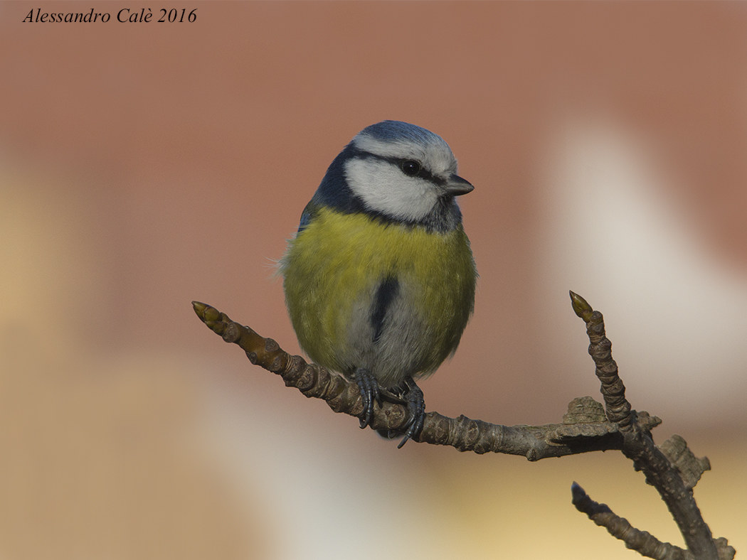 Cyanistes caeruleus (Blue Tit) 7453