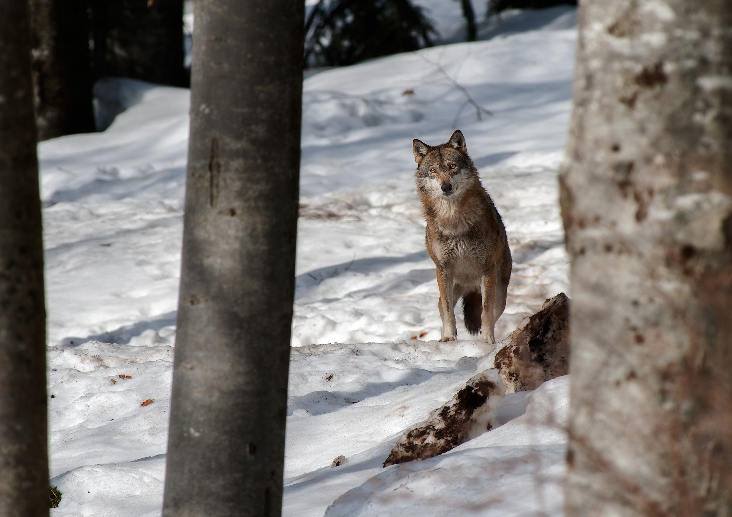 Wolves of the Bayerischer Wald_8020