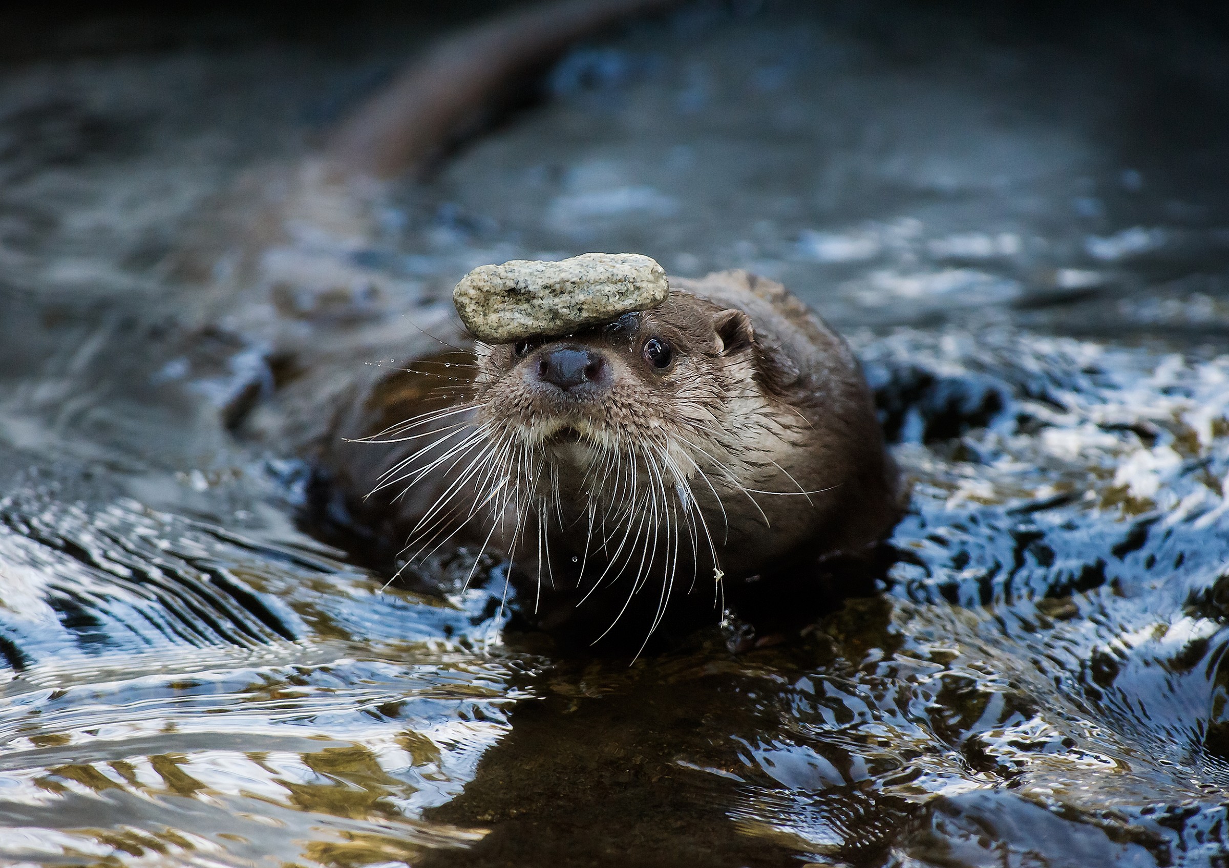 The otter juggling