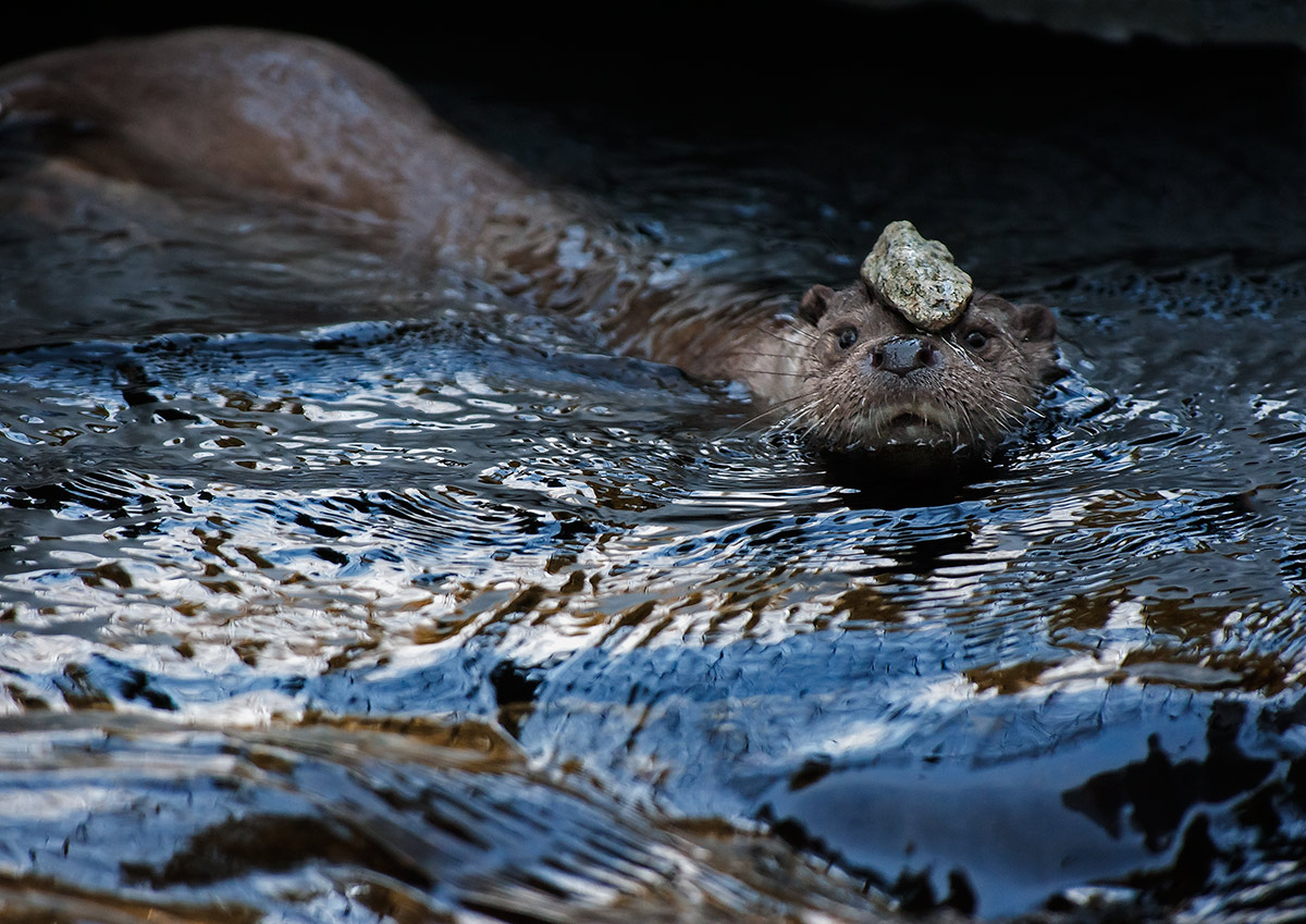 The otter juggling 2
