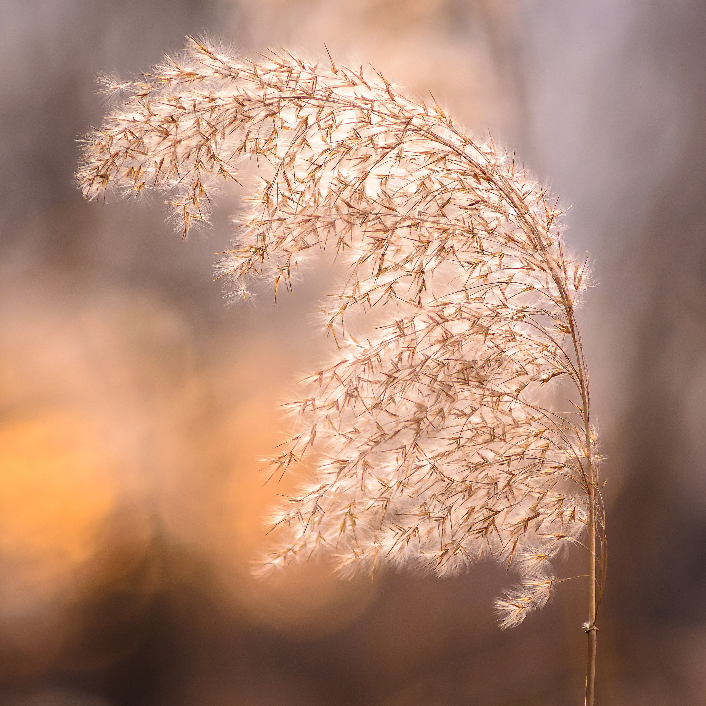 Phragmites Australis