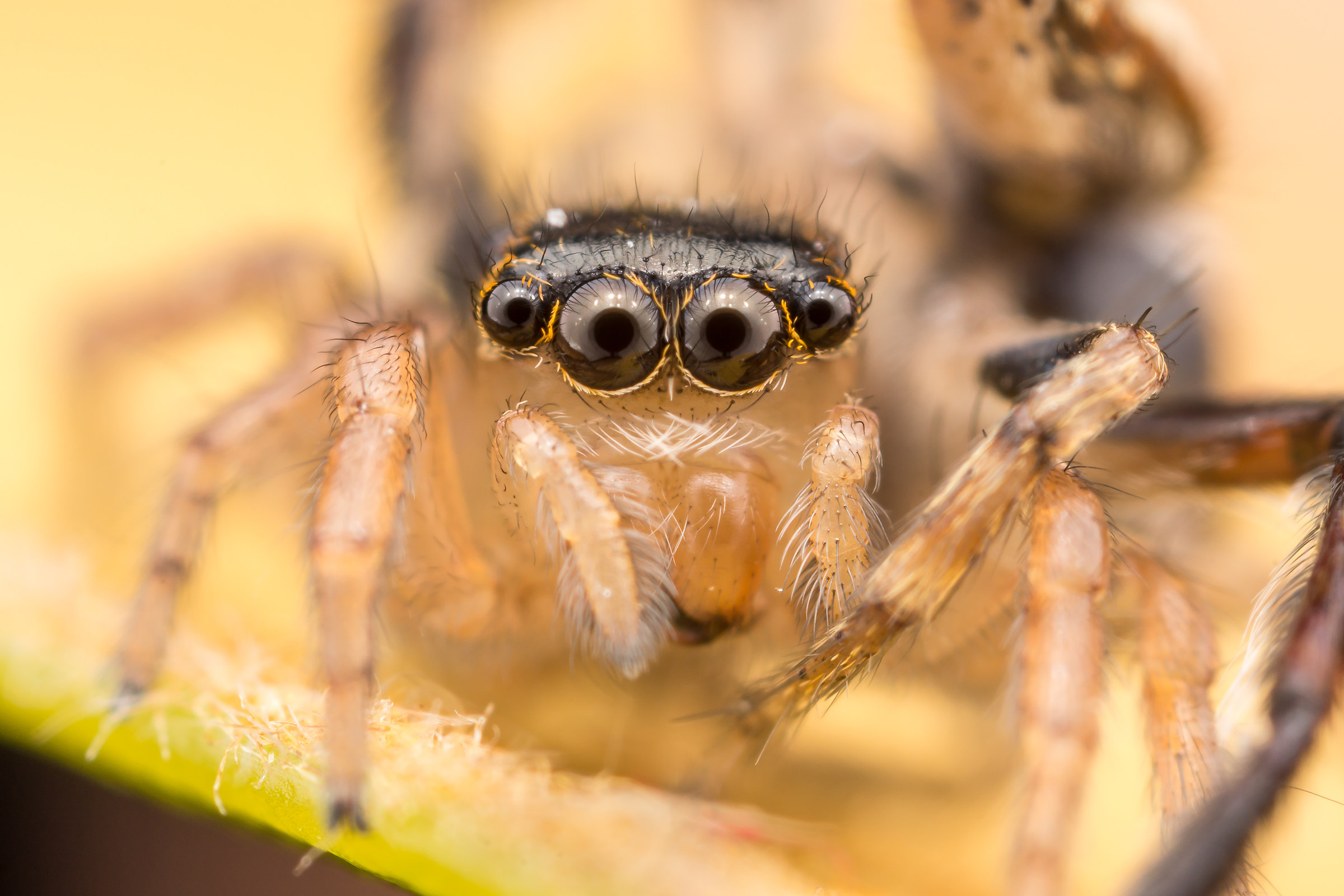 Saitis barbipes femmina con maschio, youplaboum!