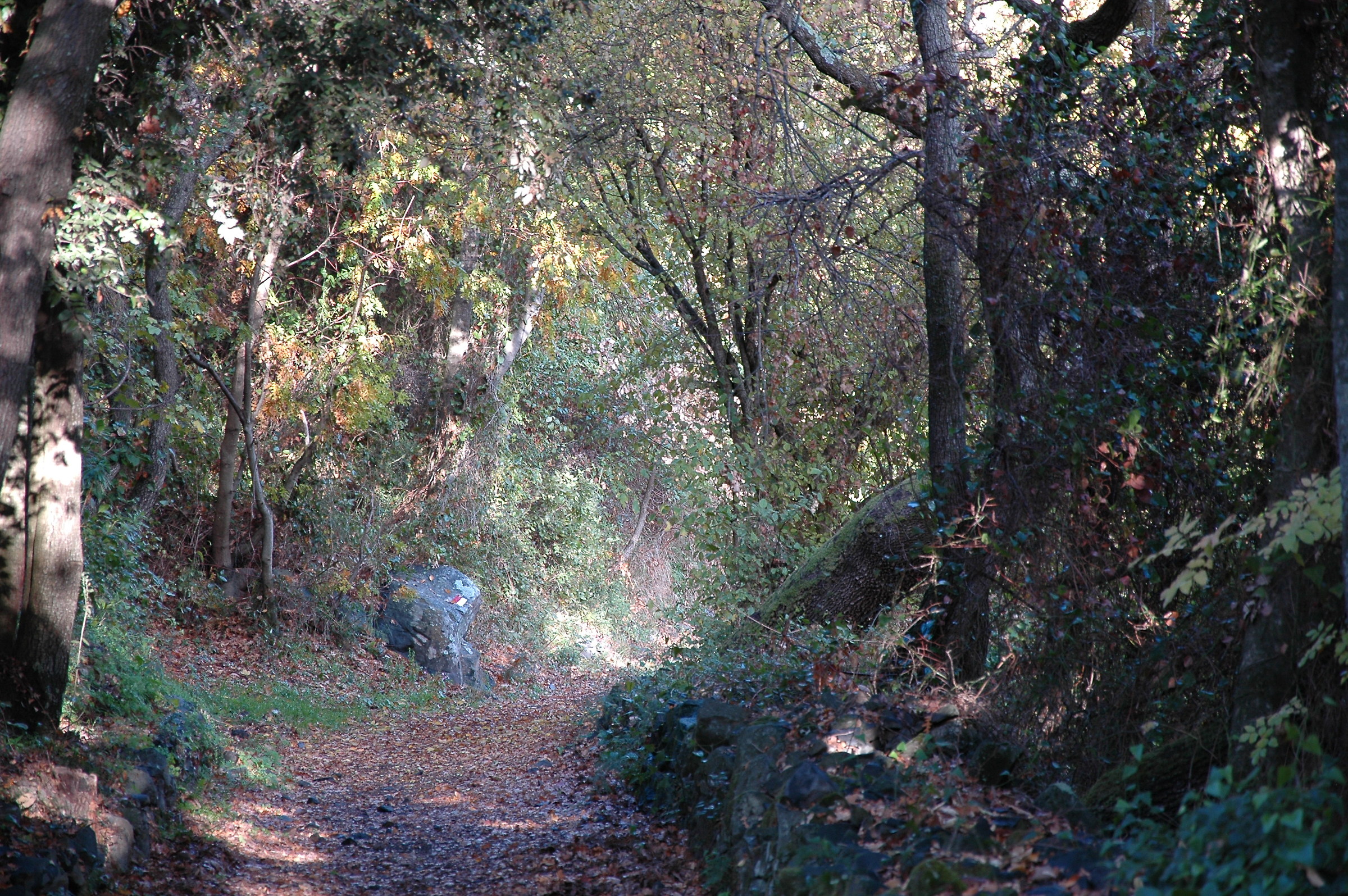 path in the woods of Trevignano