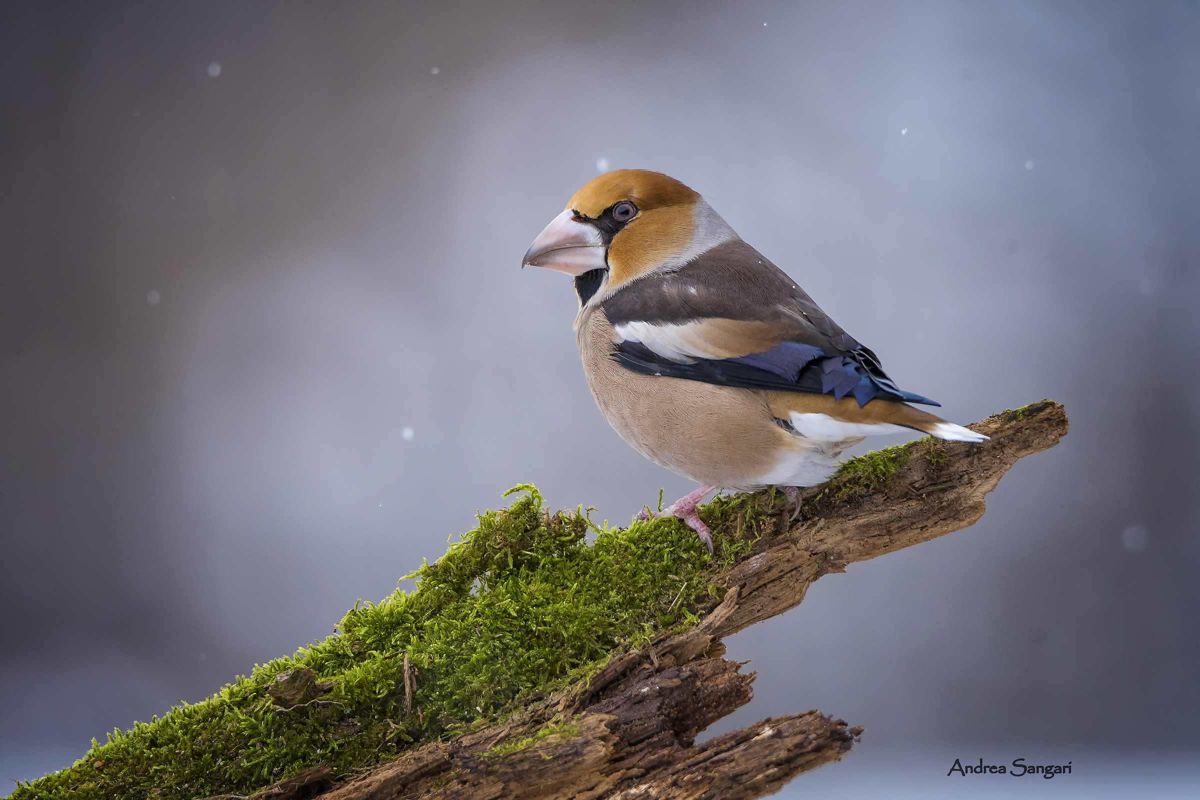 Hawfinch model