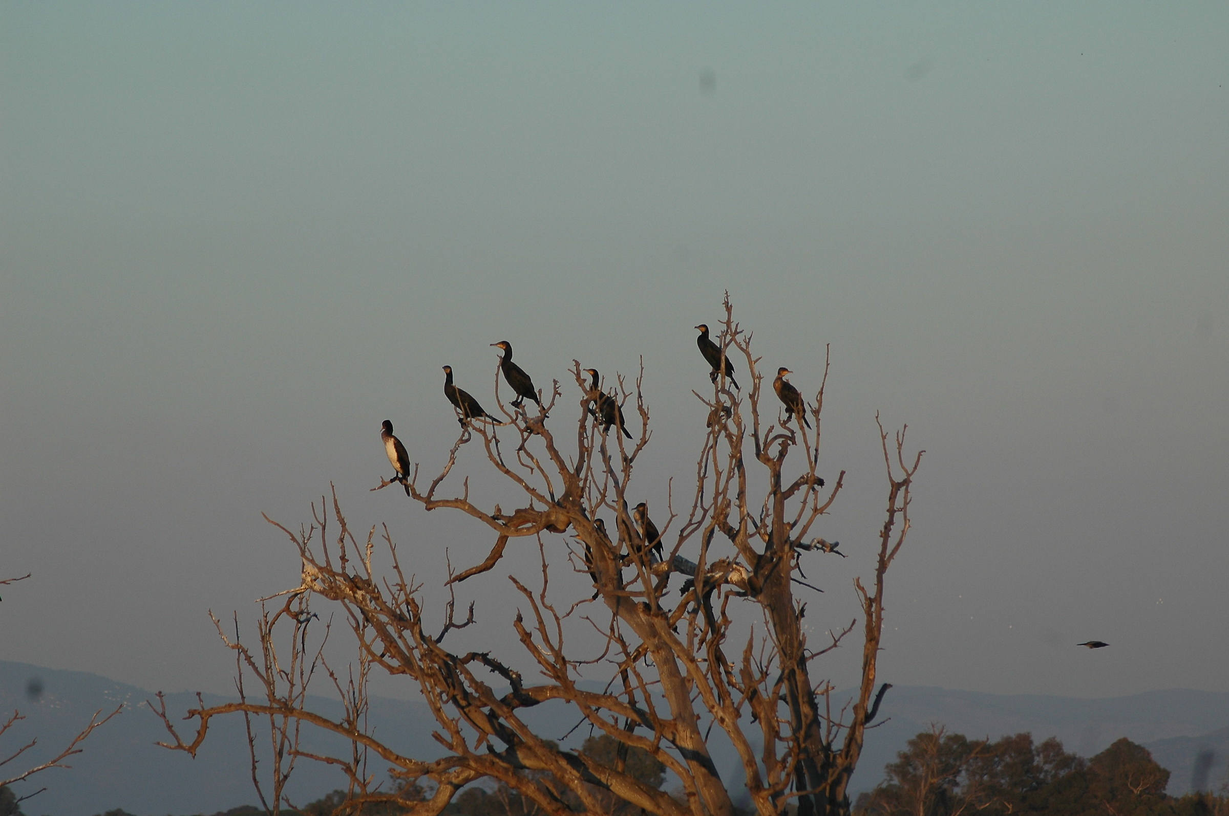 cormorants of the brackish lakes, Sabaudia