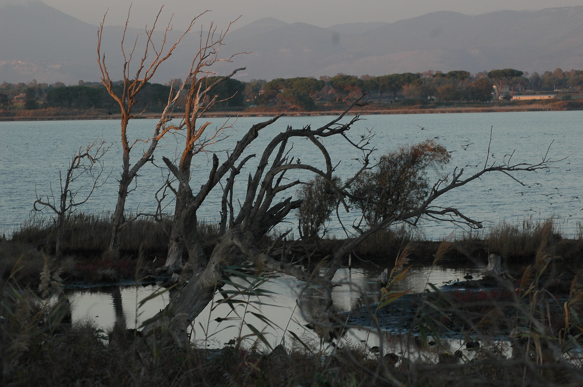 coastal lakes, Sabaudia