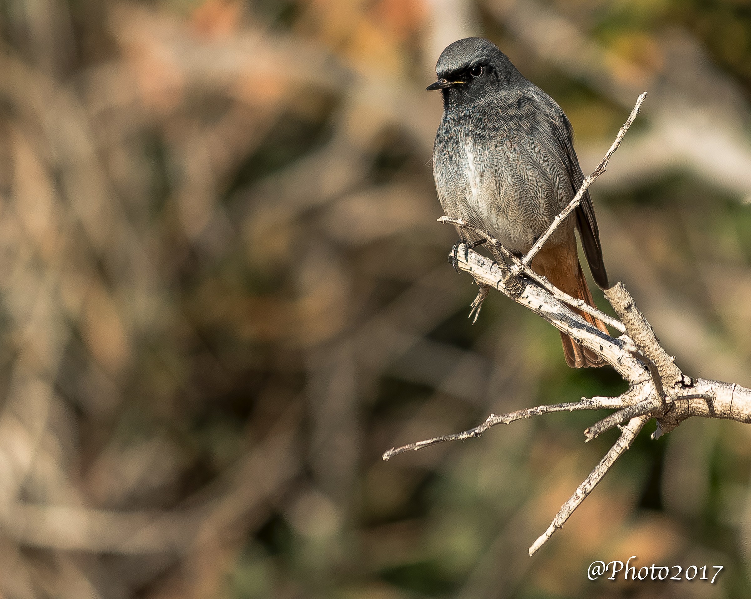 Redstart chimney sweep.
