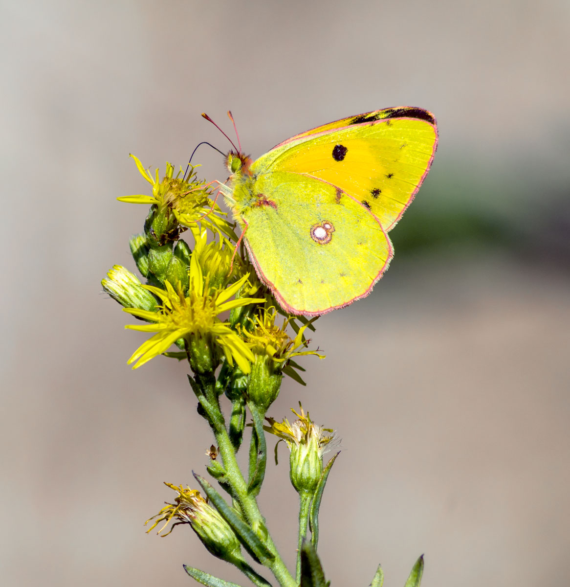 Butterfly on the flower