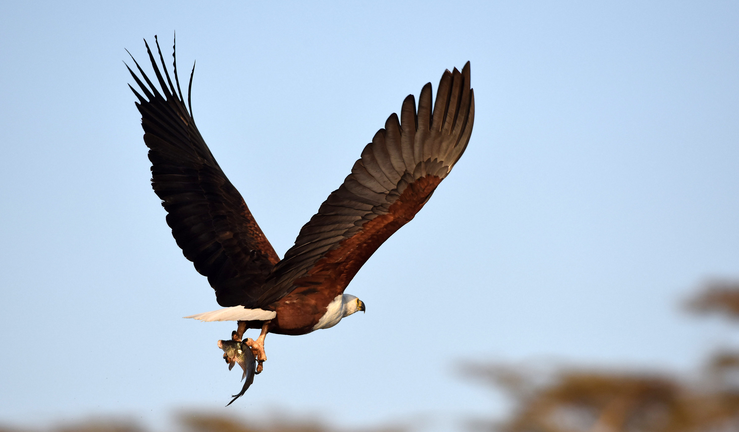 African fish eagle