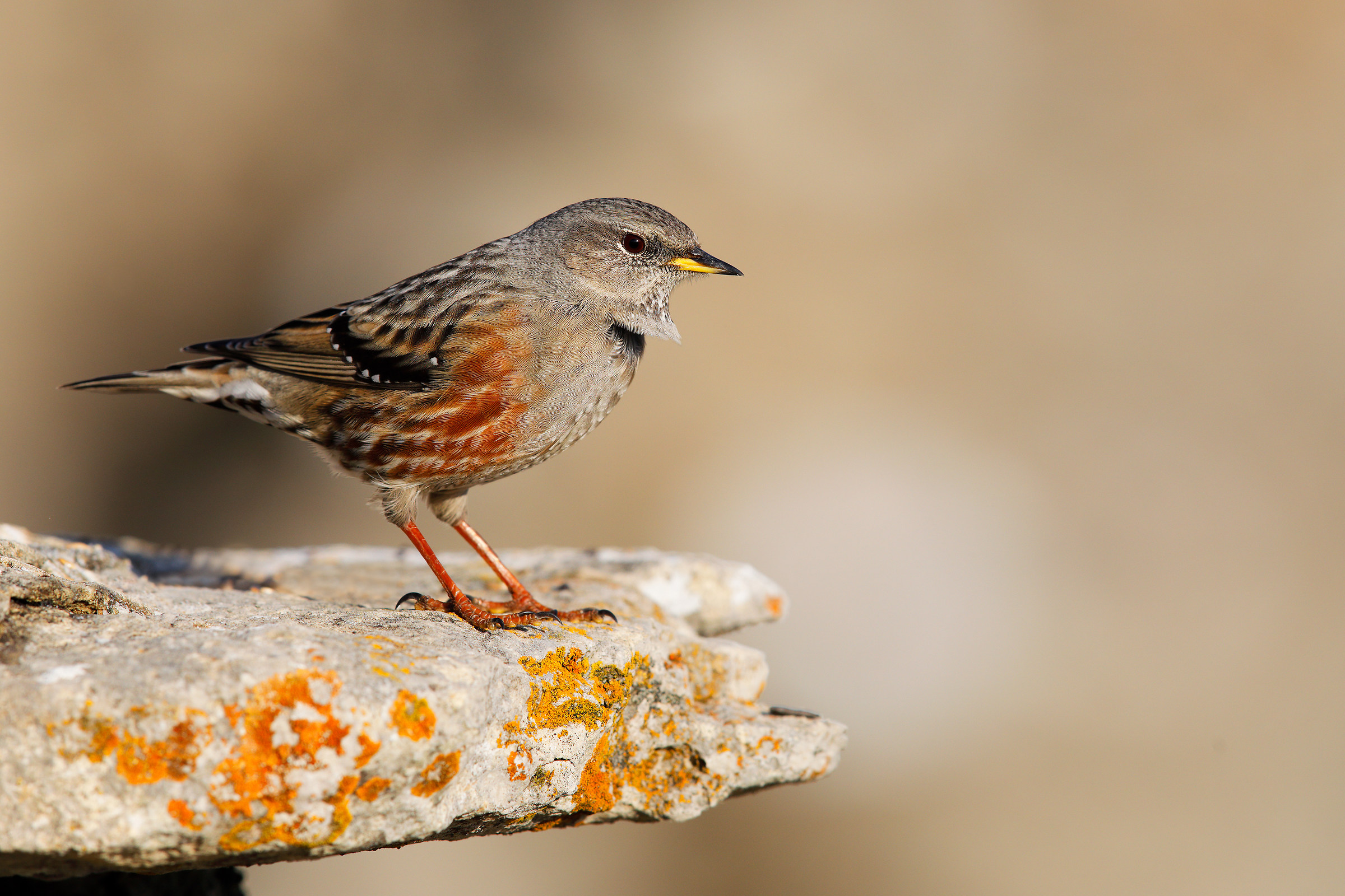 Accentor