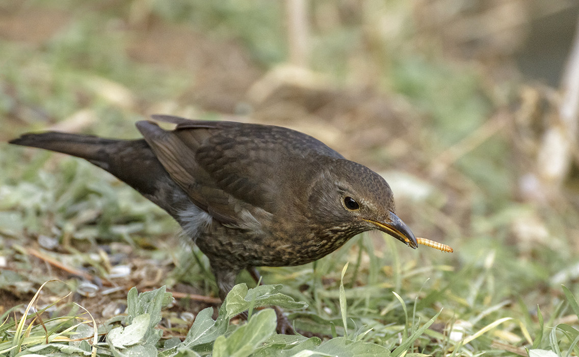 My country ... Friday, December 29, 2017