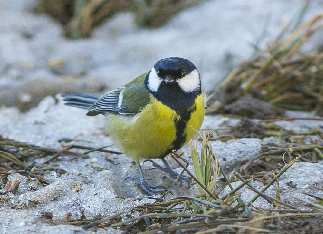 Great Tit