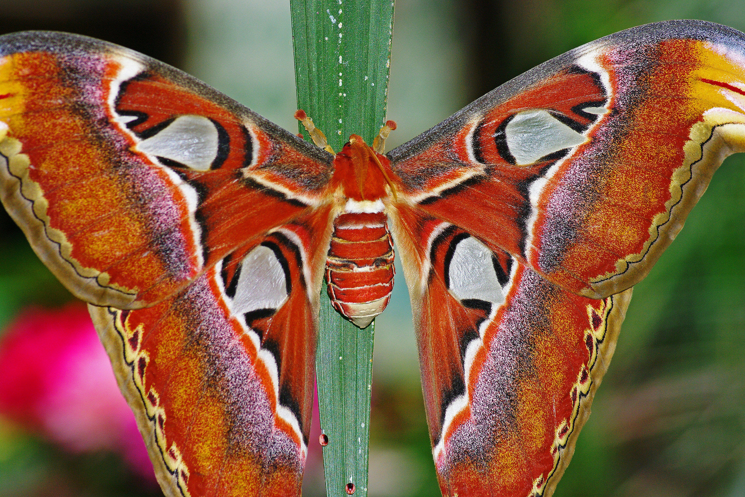Atlas (Attacus atlas)