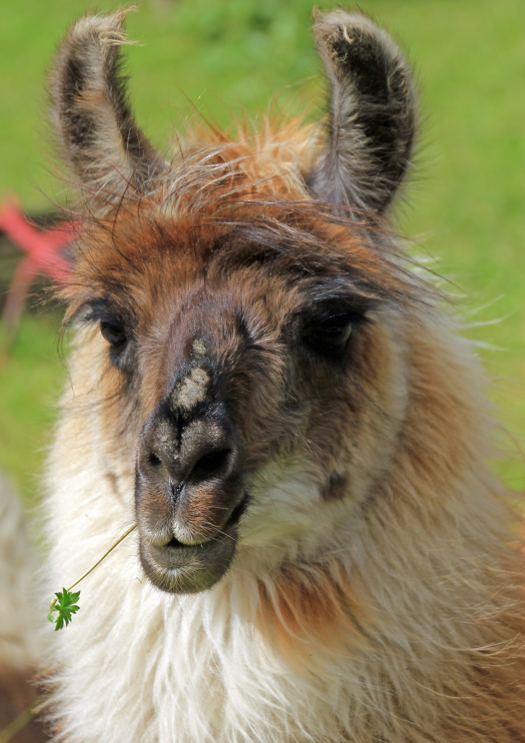 Lama: A flower appears in your mouth ...