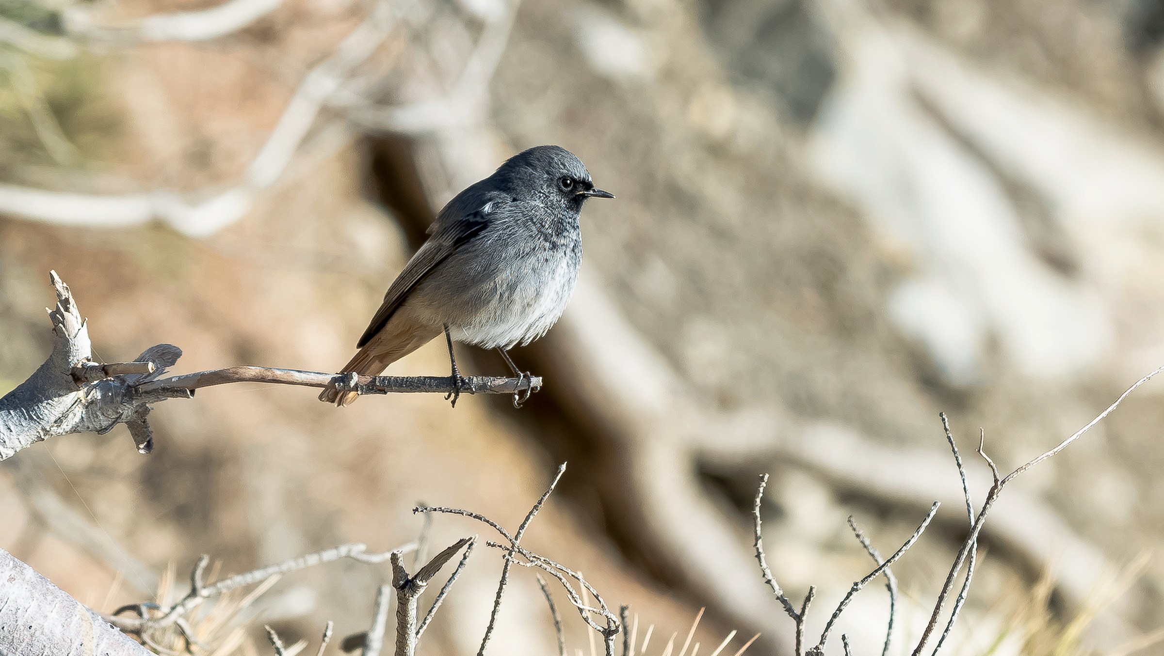 Redstart chimney sweep