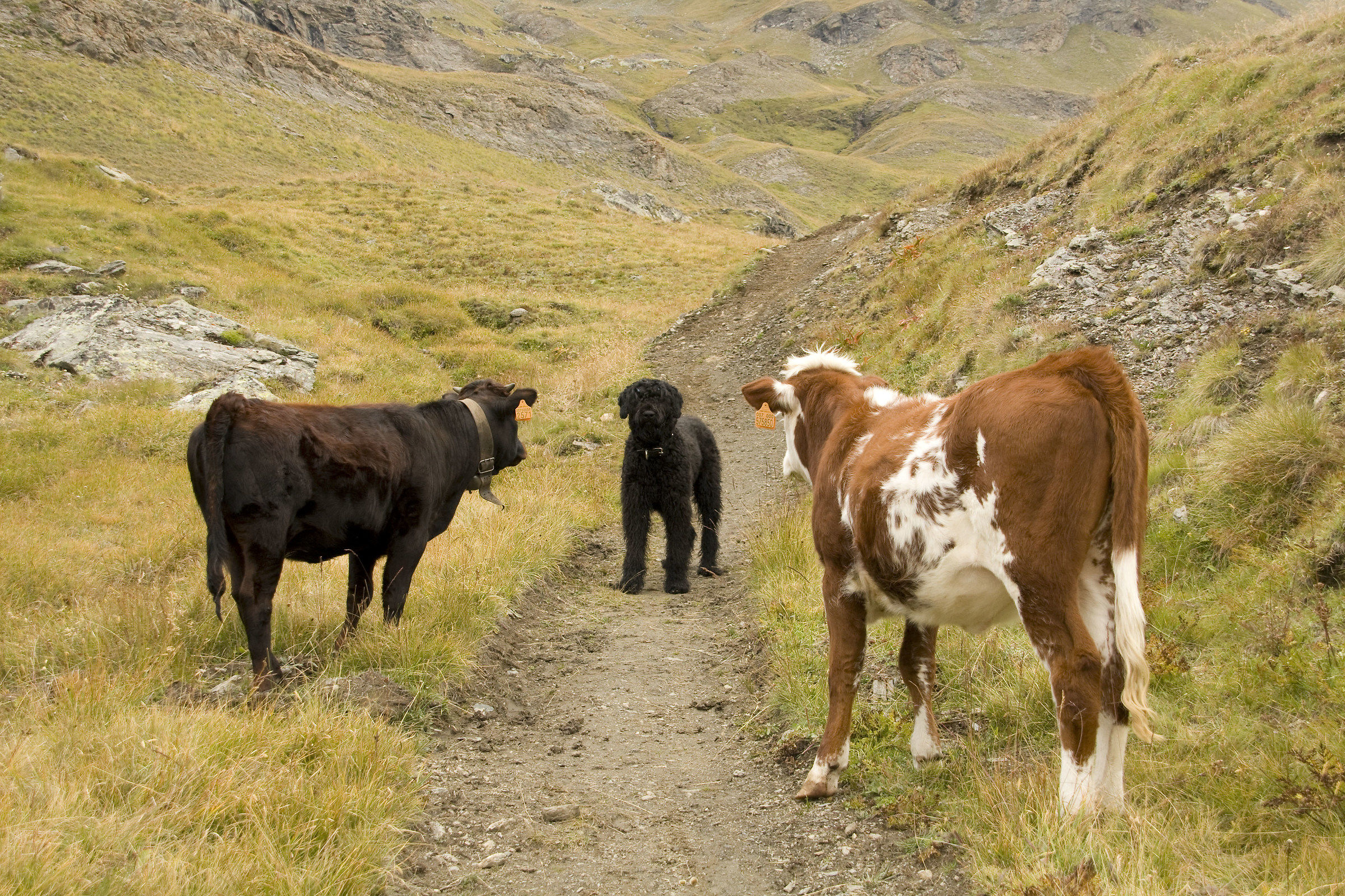 Where do you go foreign?