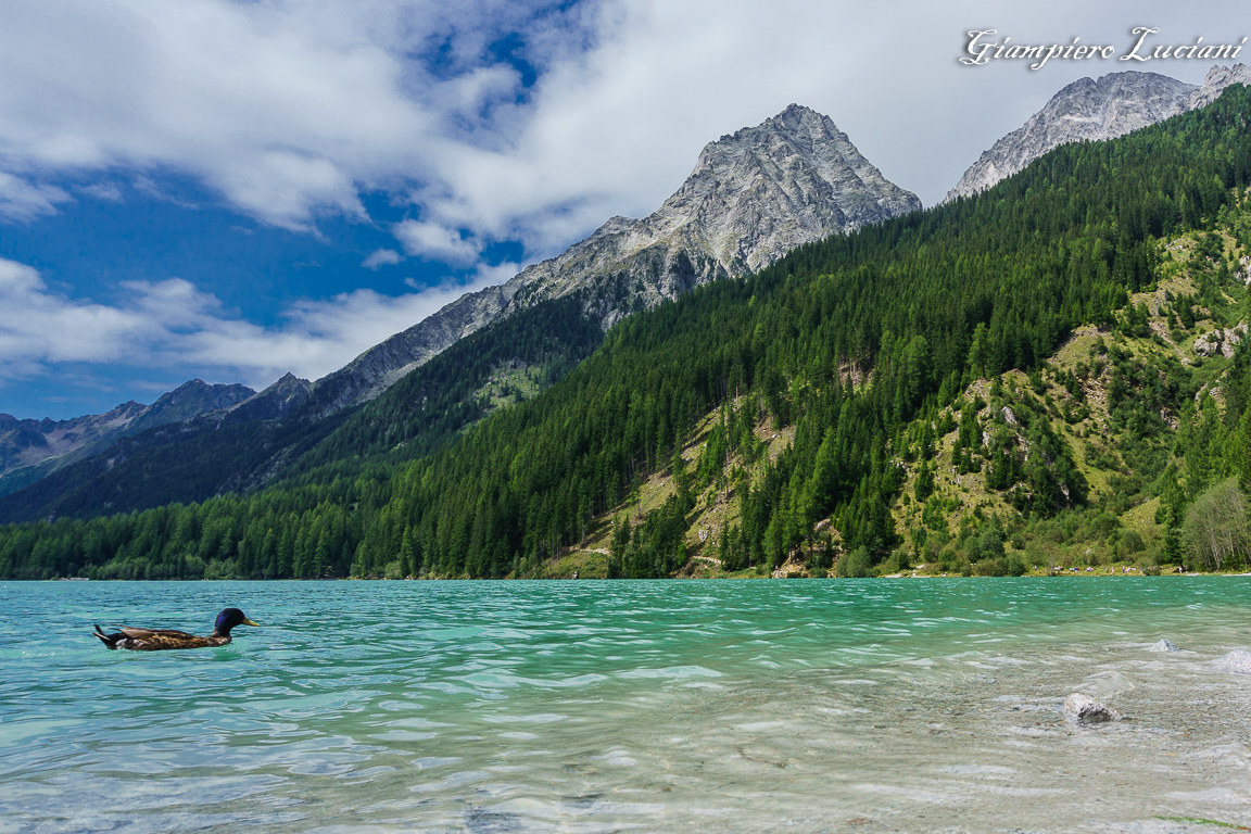 duck on anterselva lake