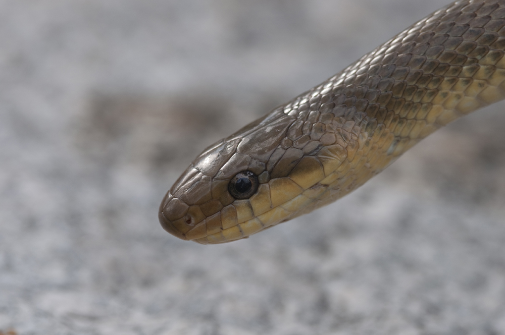 Serpentello (non ricordo il nome :) )