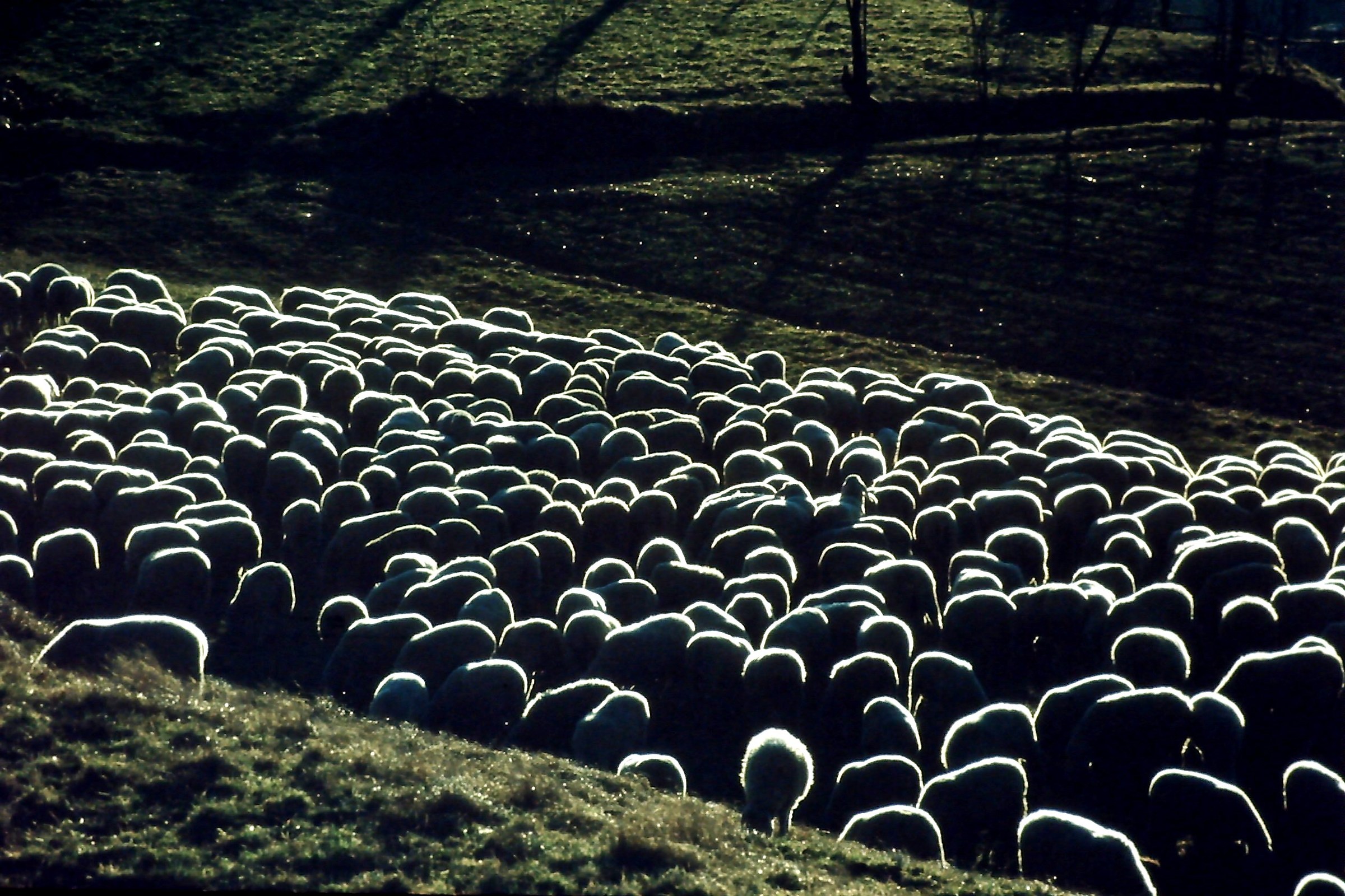 843 - la schiera dei luminosi dorsi