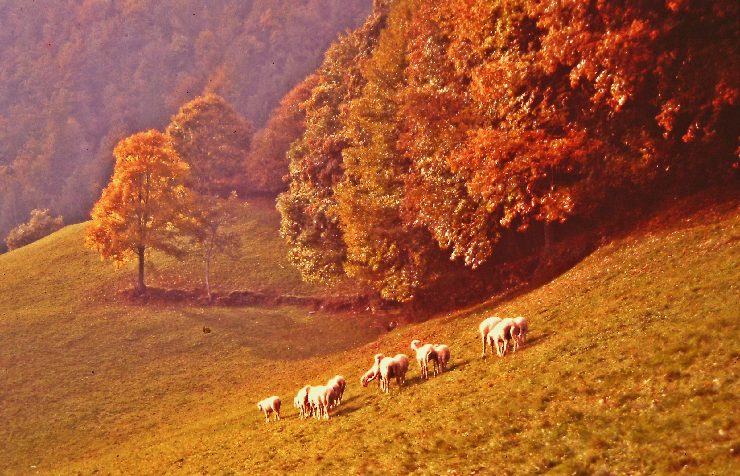 1300 - di queste già troppe ne vedemmo