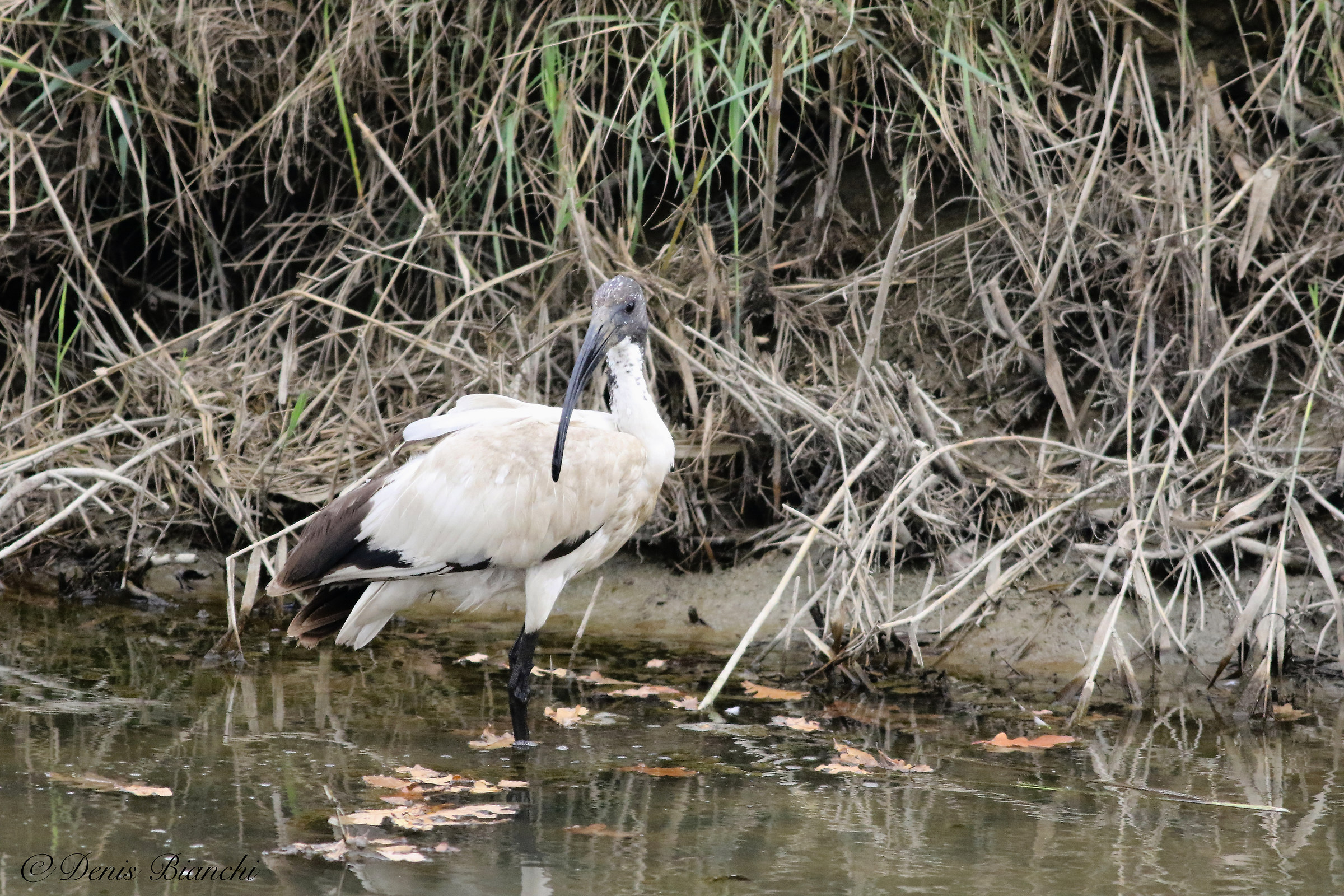Sacred Ibis