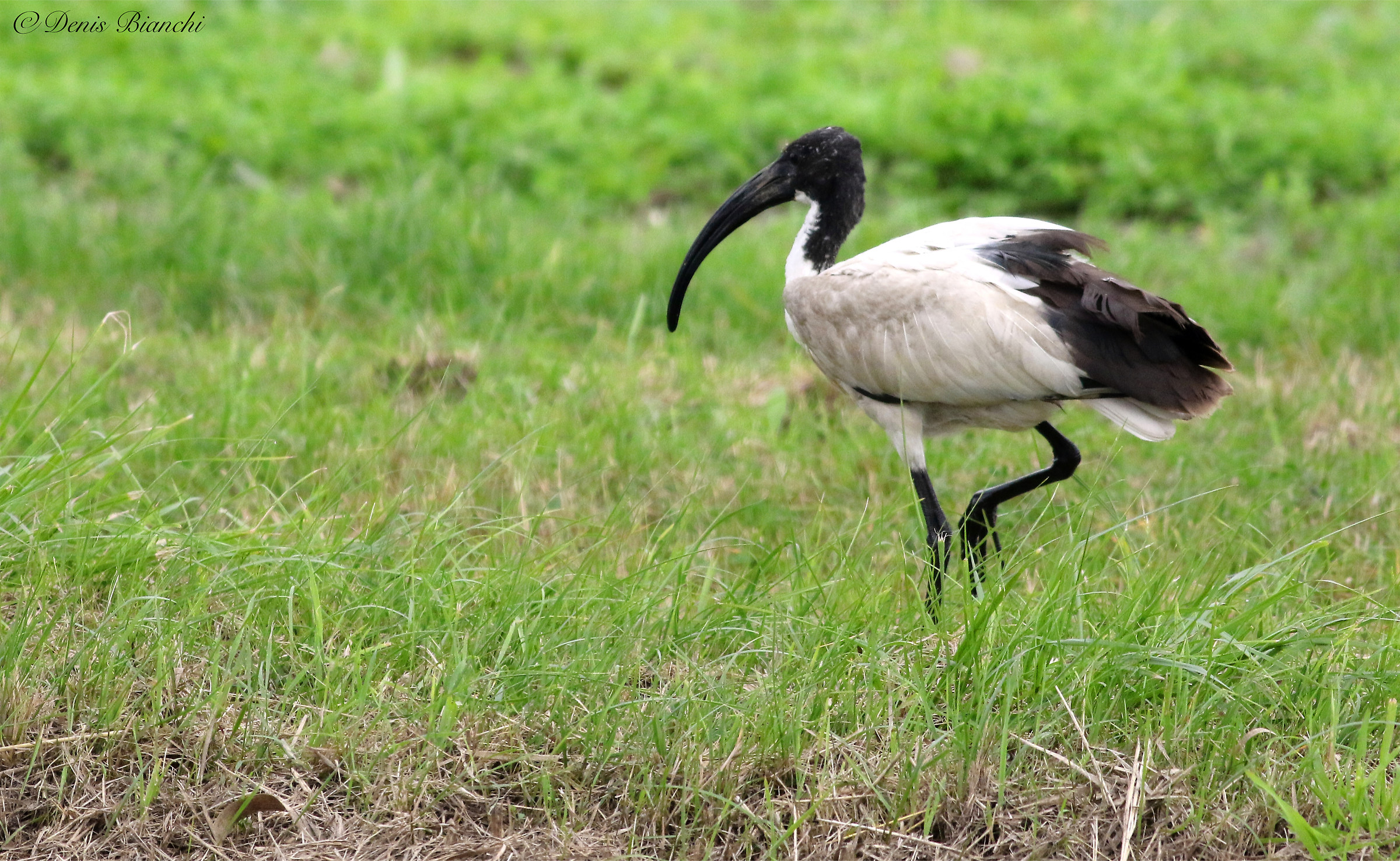 Sacred Ibis