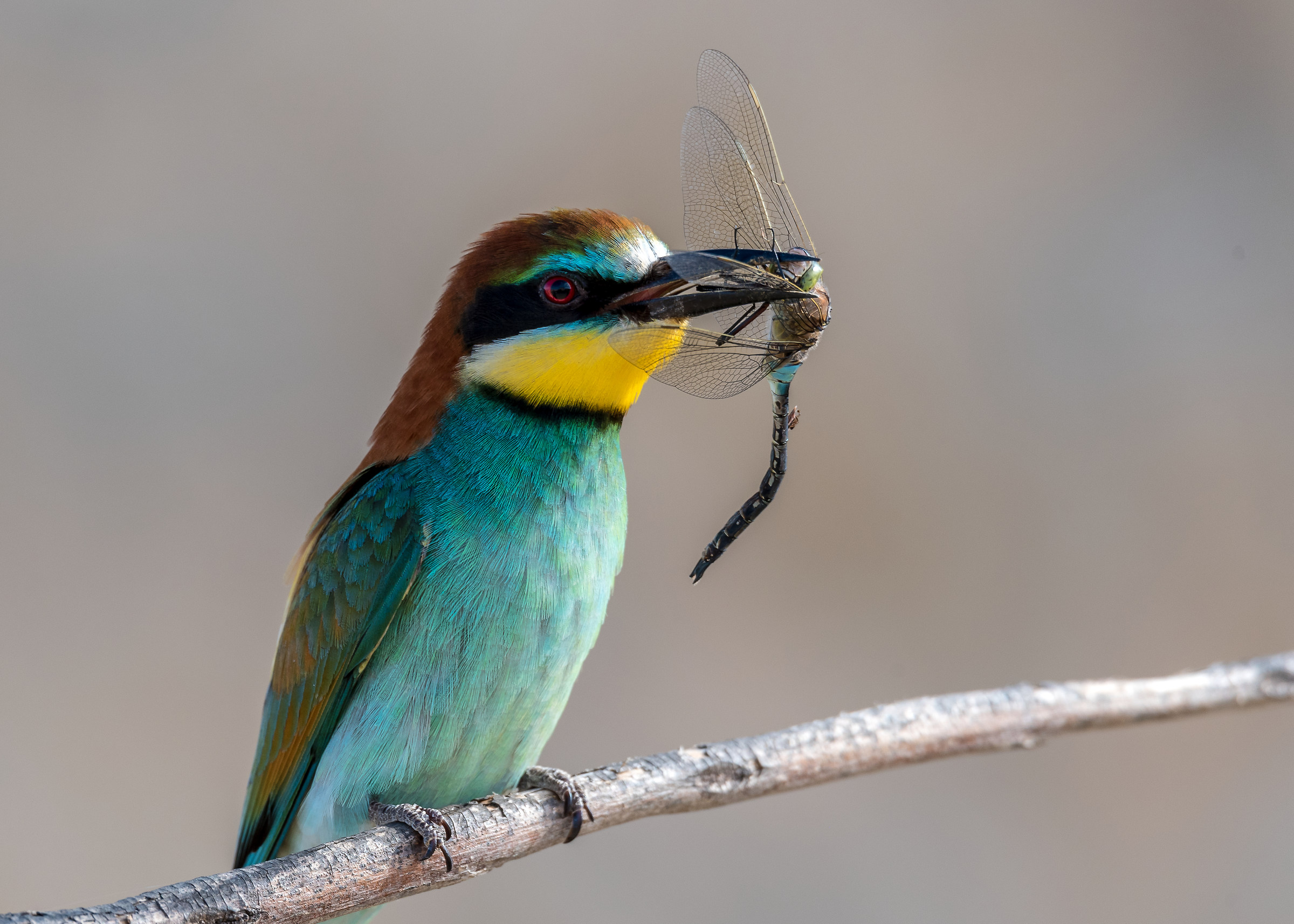 Bee-eater