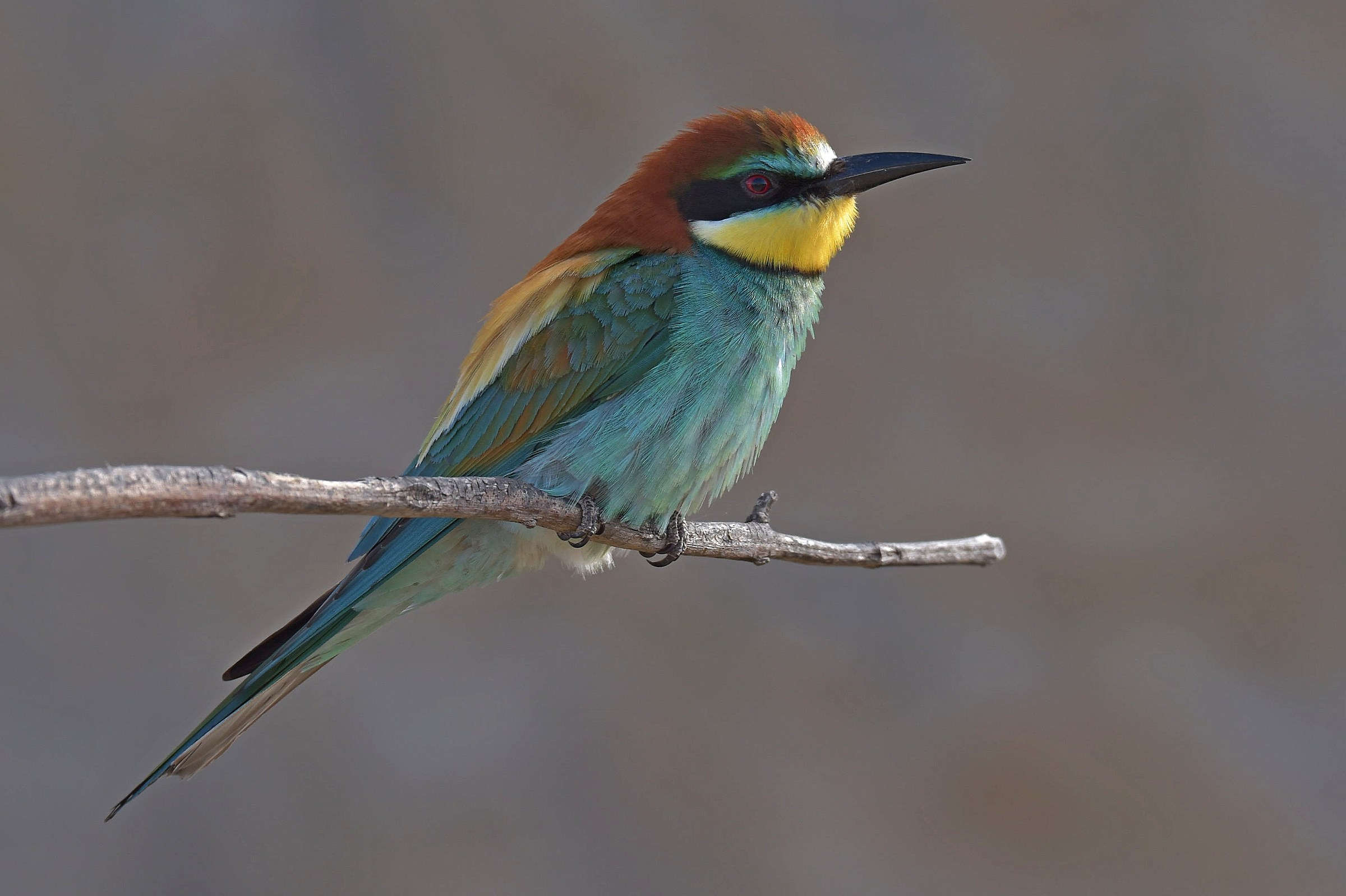 Bee-eater