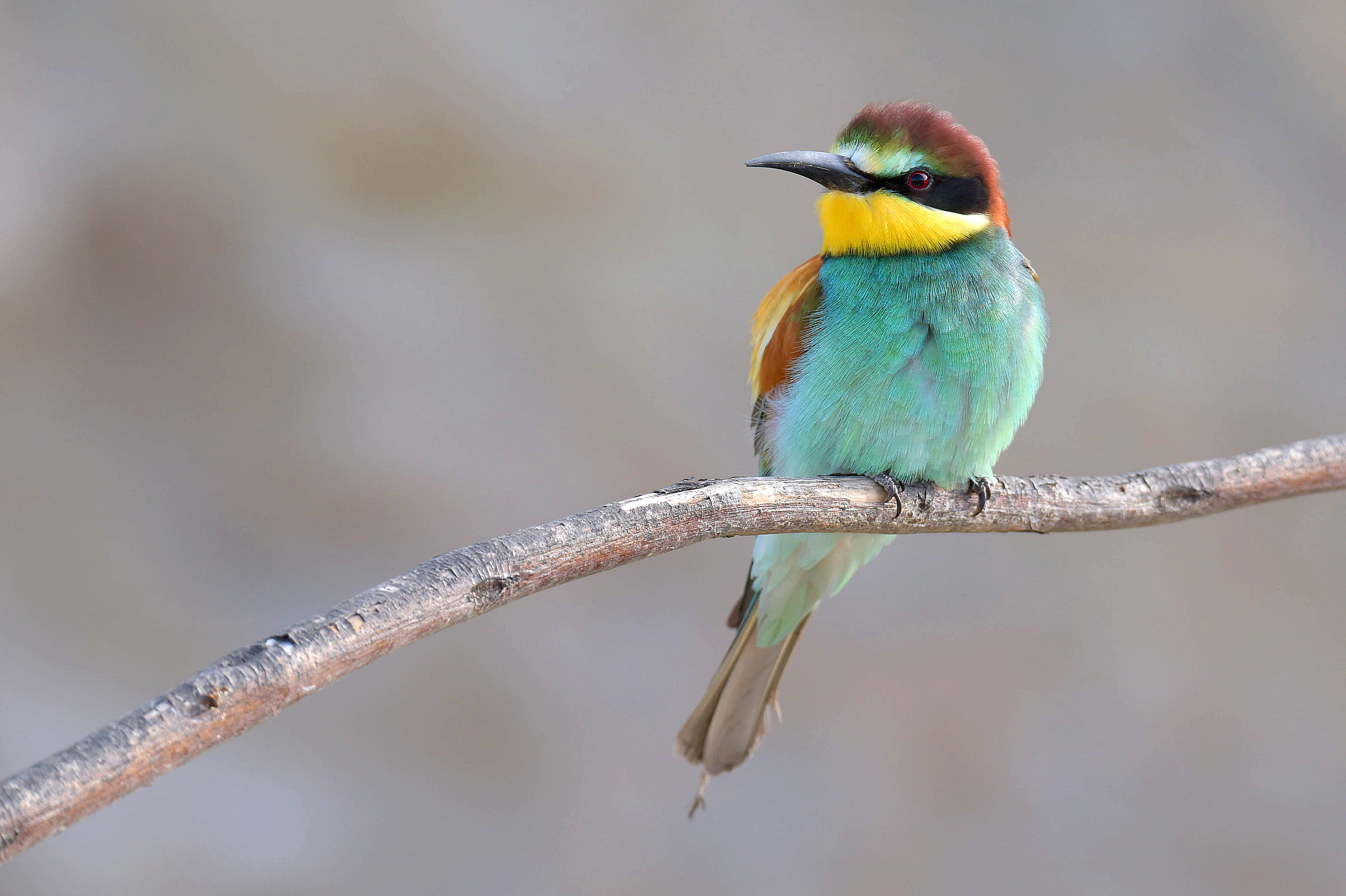 Bee-eater