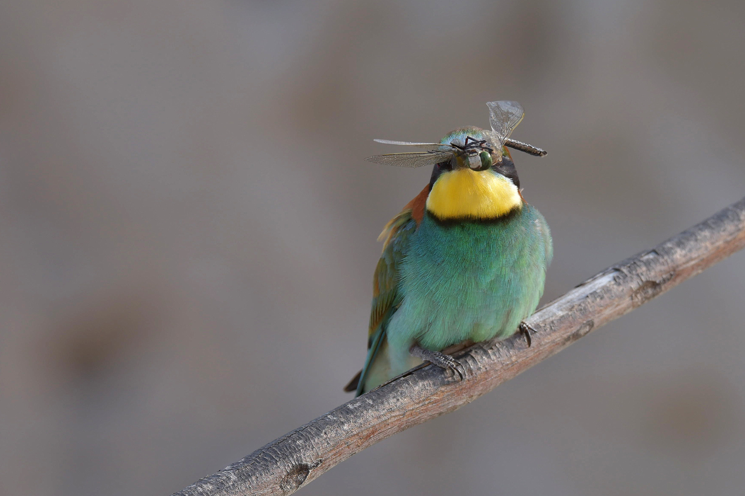 Bee-eater