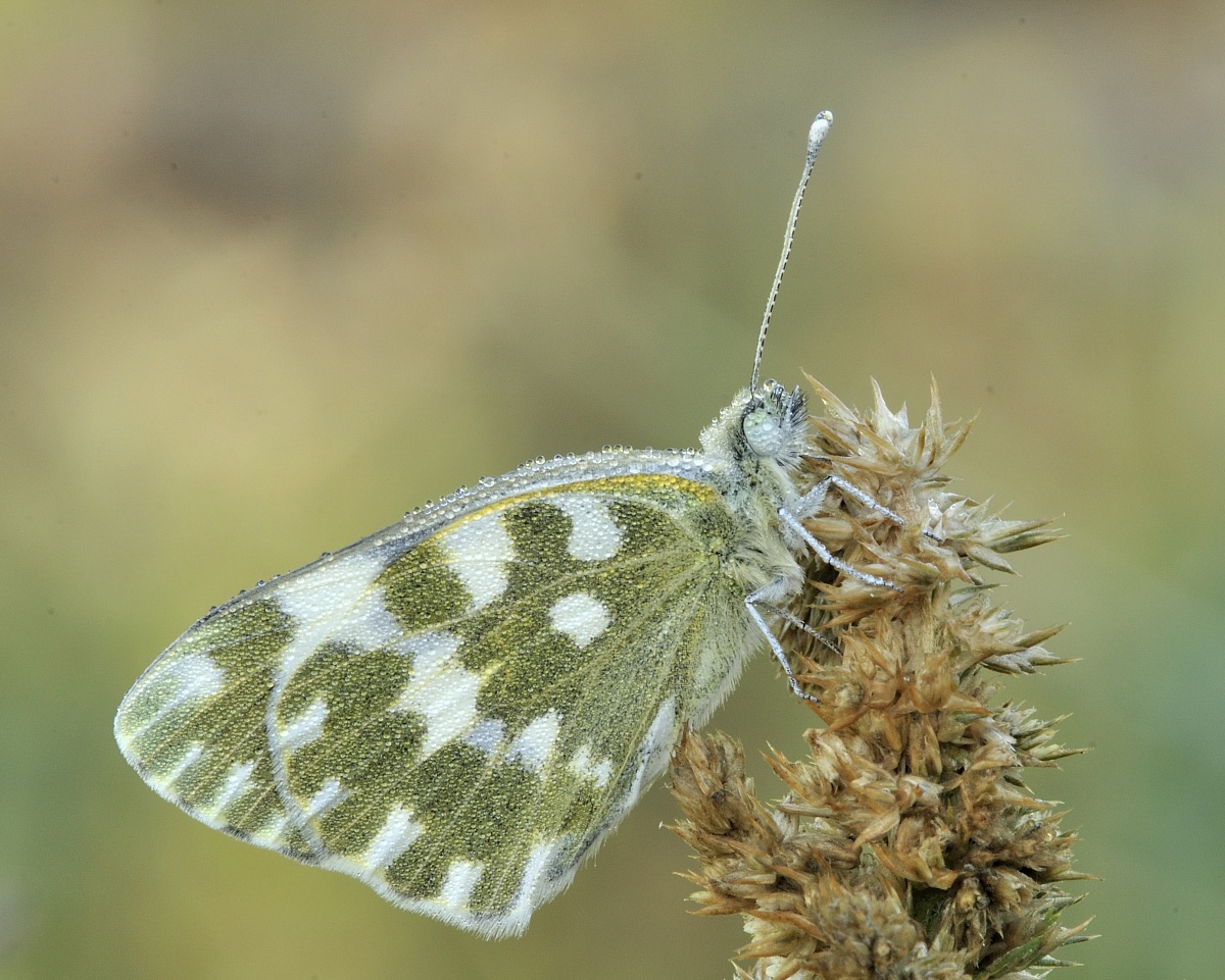 Pontia Edusa (Fabricius, 1777)