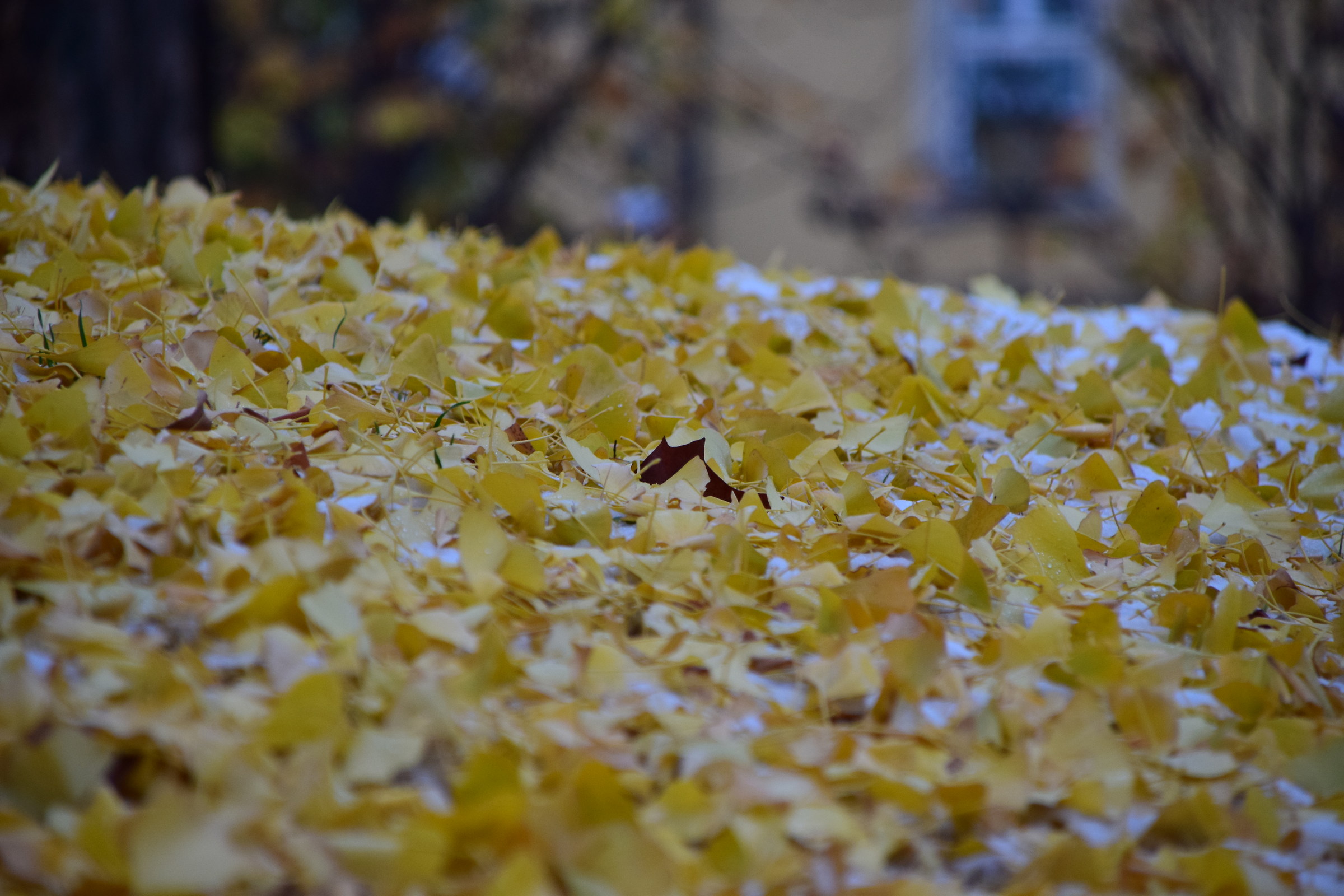 small single dark leaf