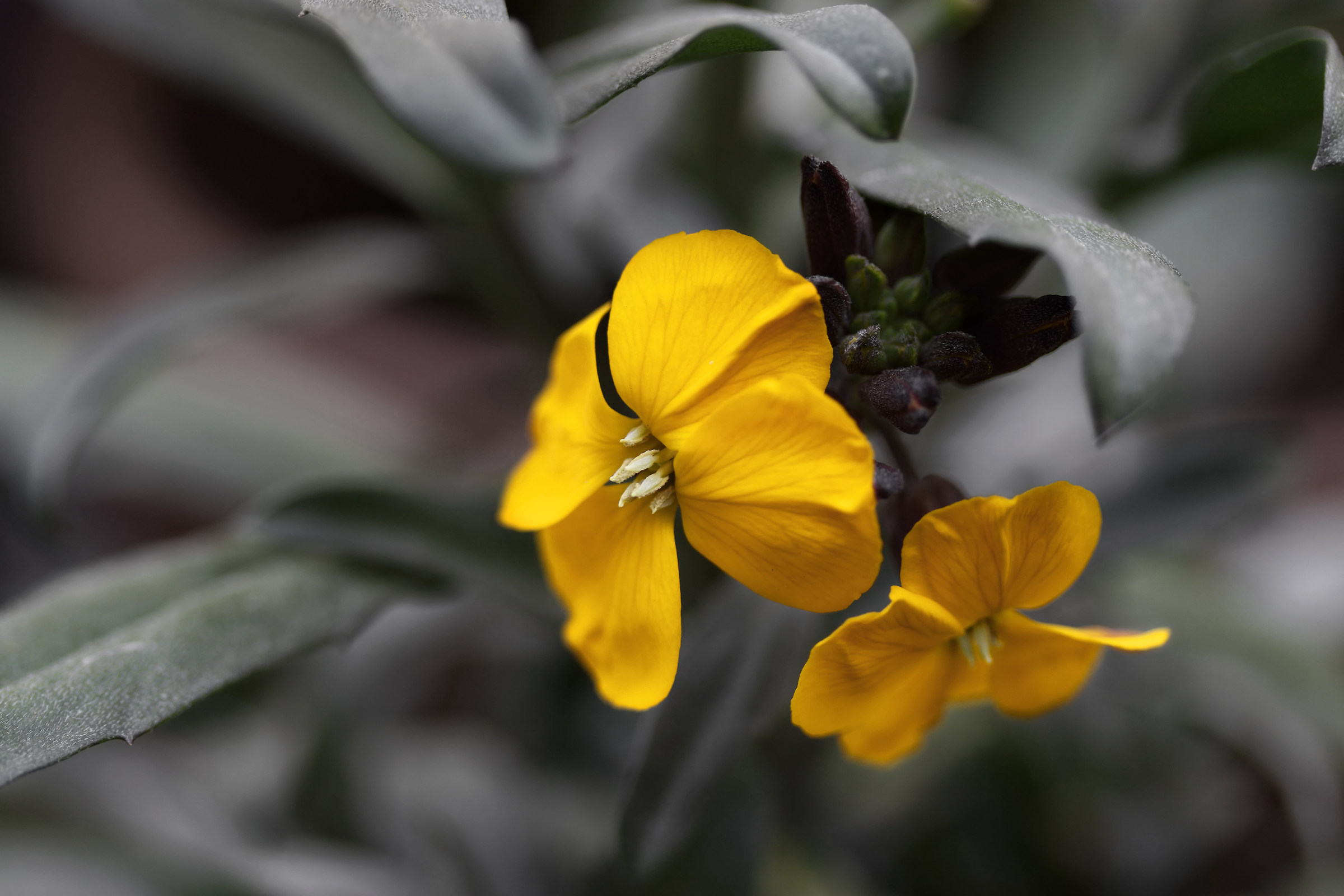 Un fiore in una pentola
