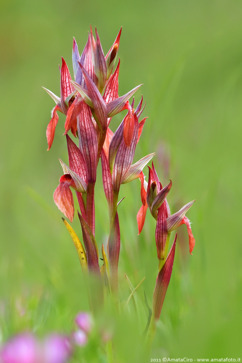 Serapias vomeracea x Serapias language